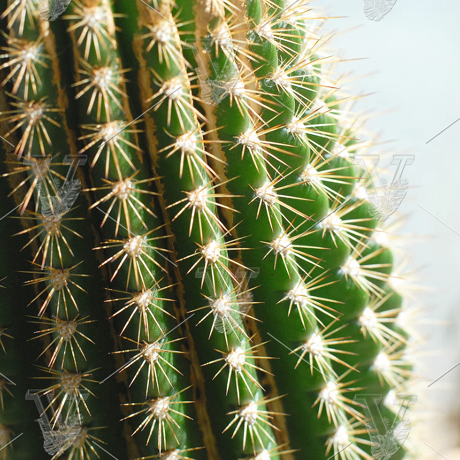 VisualCarbon_Stock_003_2MB.JPG