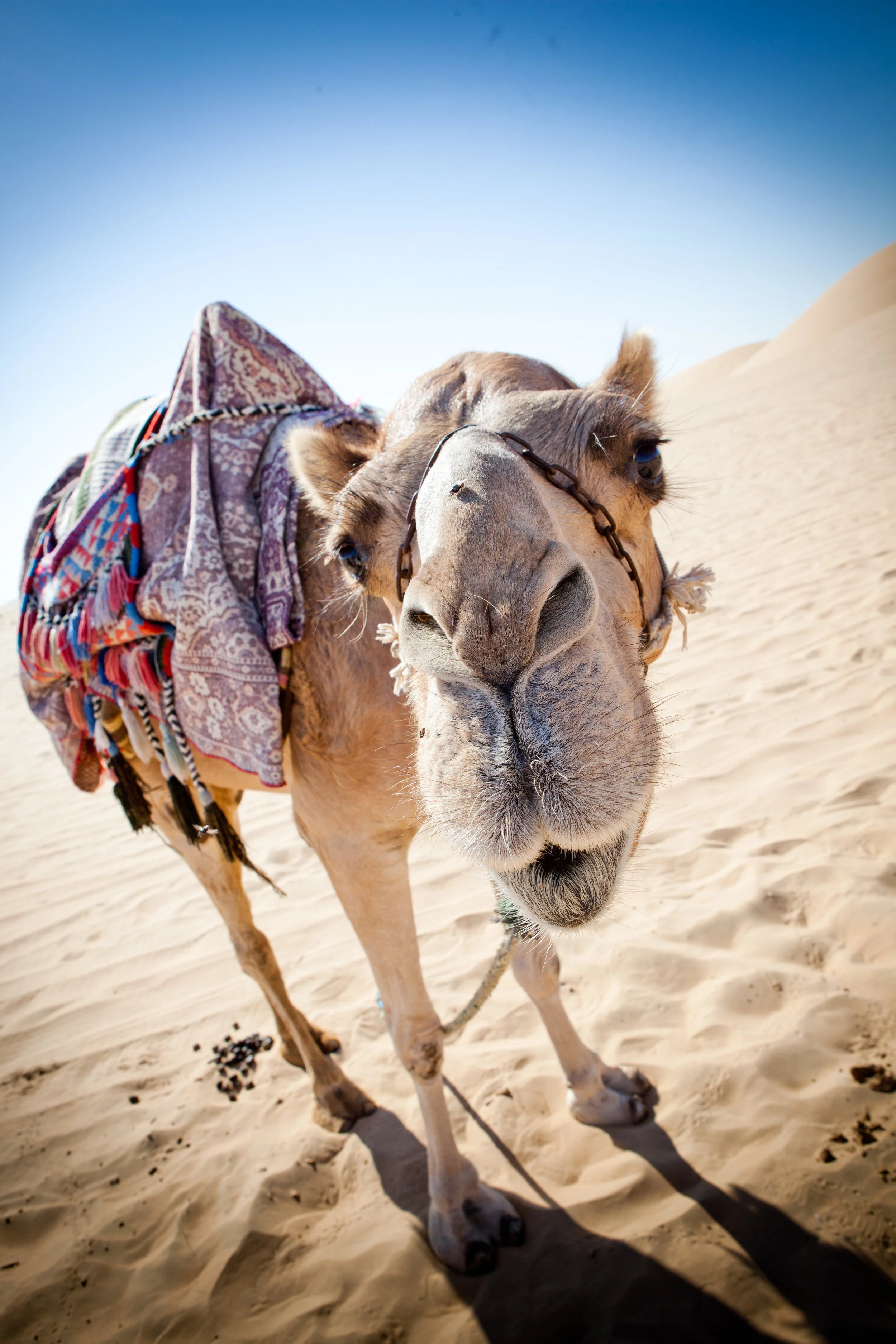 Camel Treks