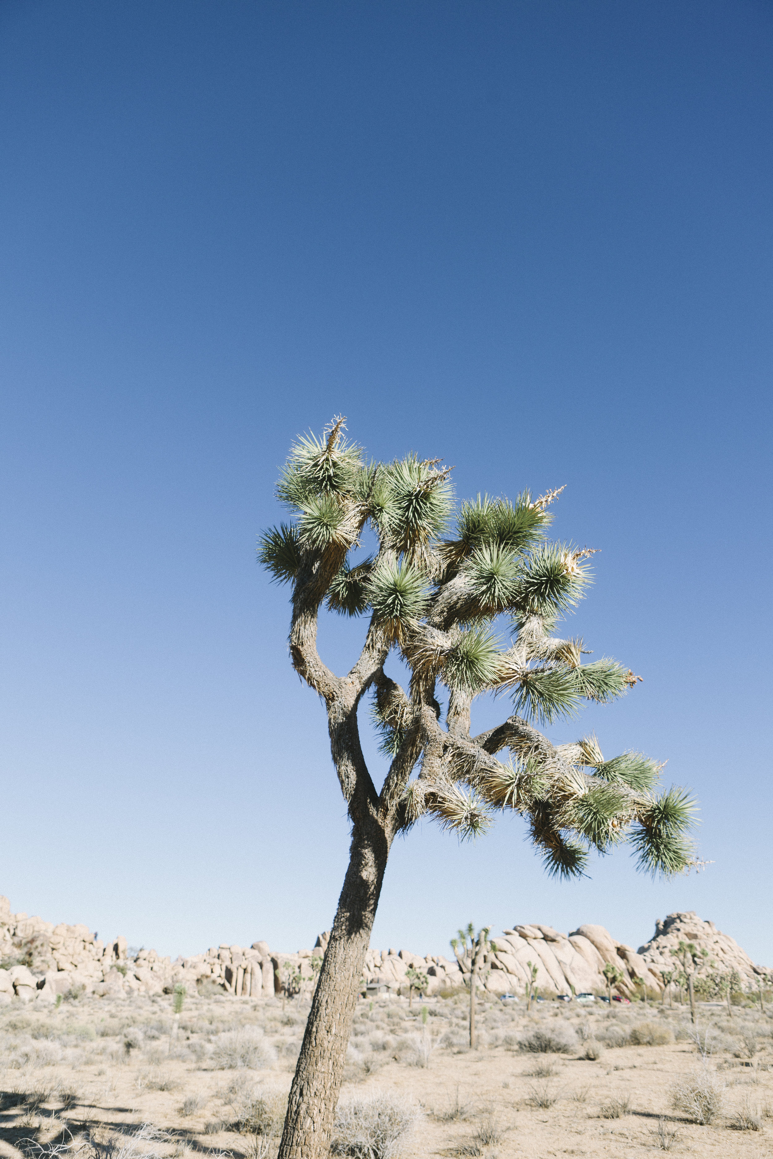 Joshua_Tree_059.jpg