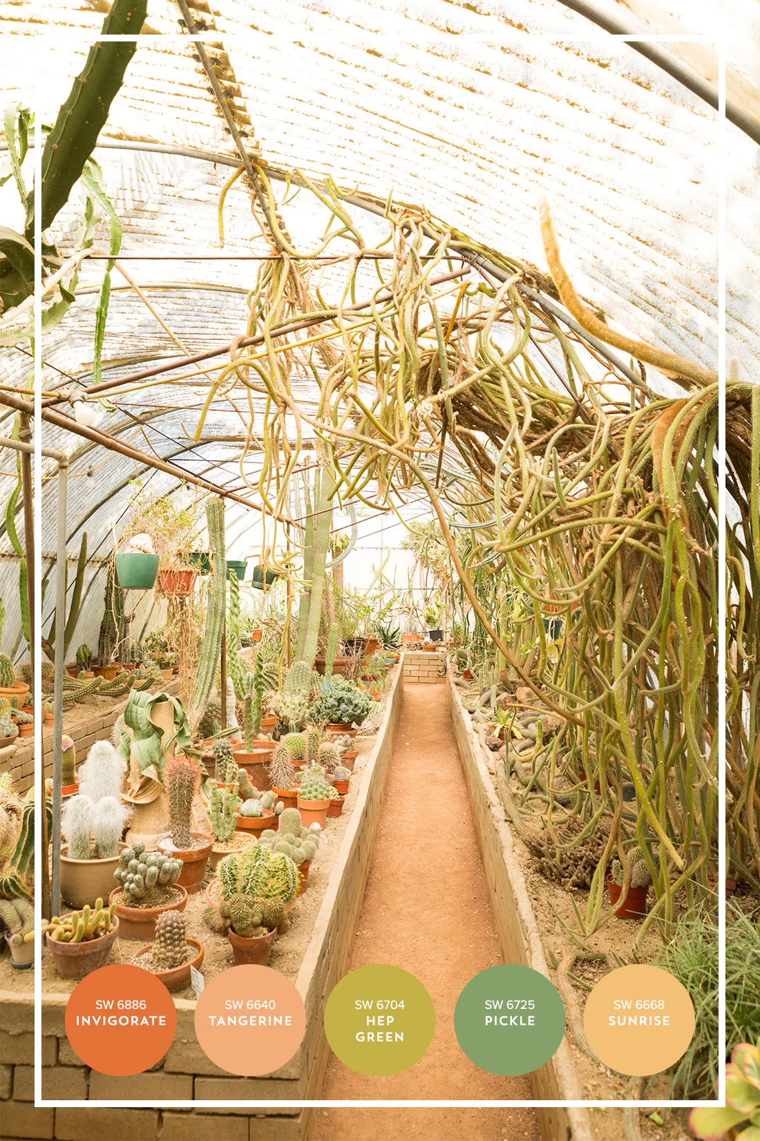sherwin-williams-palm-springs-travel-guide-color-palette-cactus.jpg