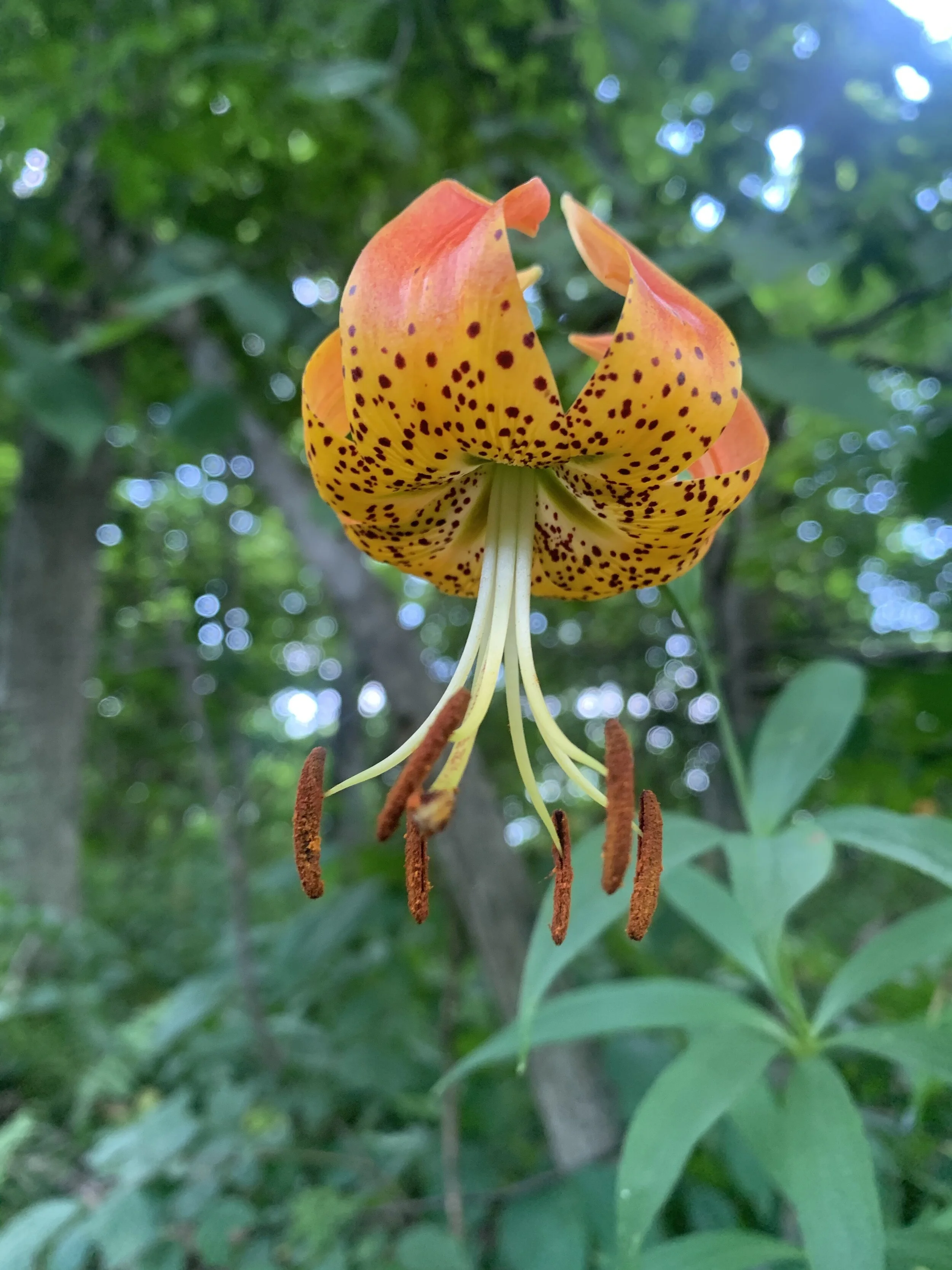 Turk’s Cap Lily