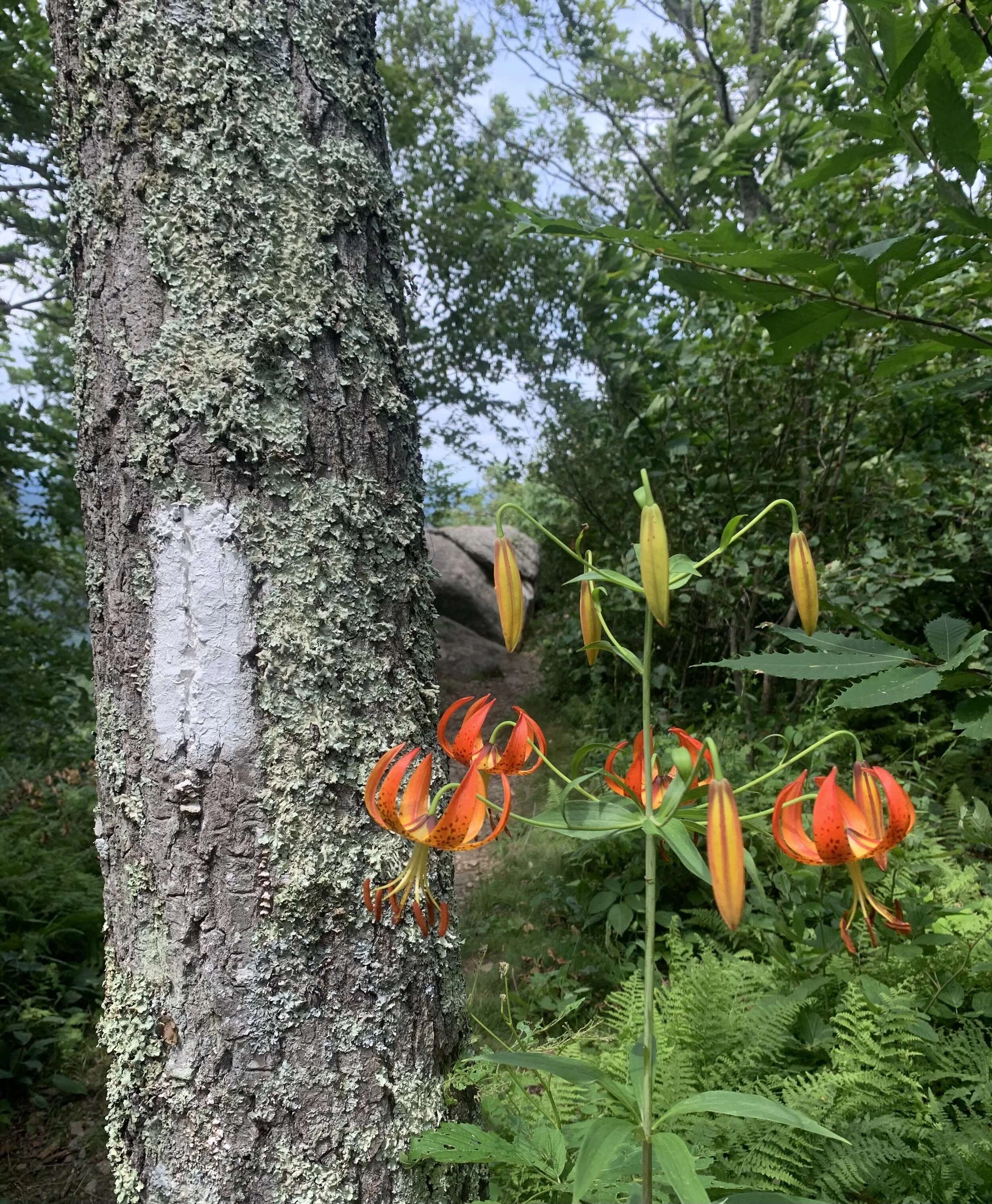 Turk’s Cap Lilies &amp; the White Blaze