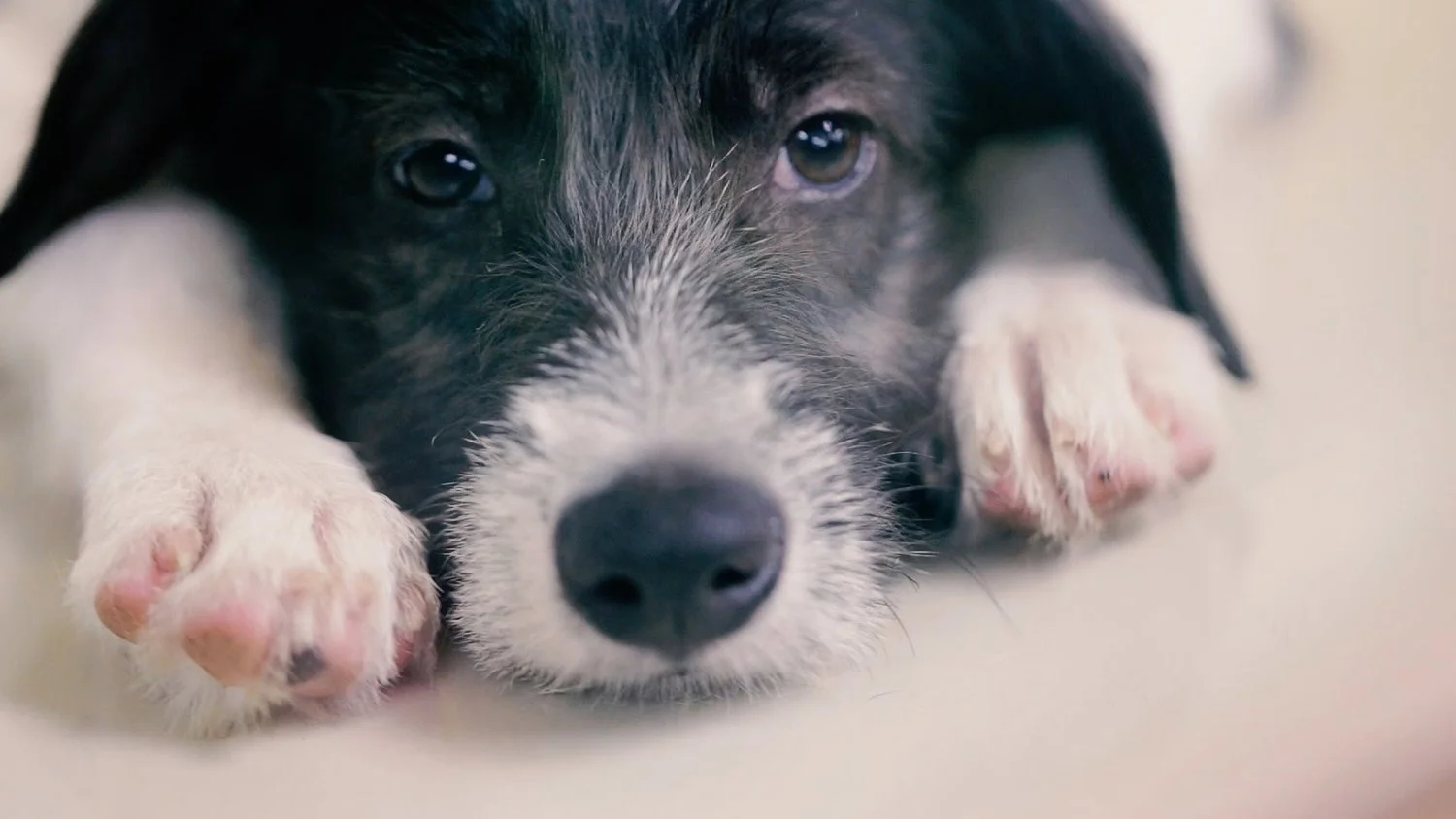 priceless-pets-adoption-964x644.jpg