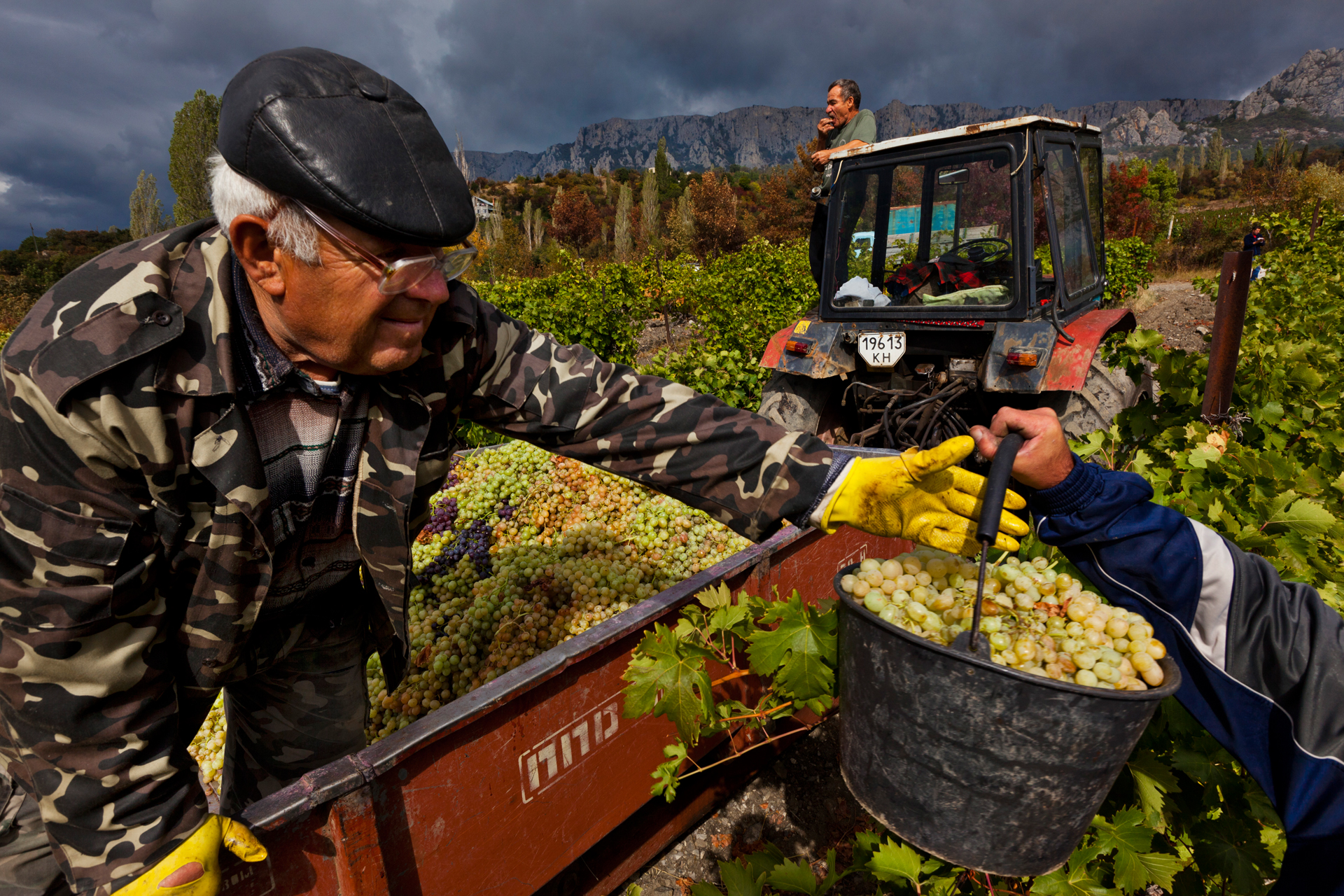  In fall, when shadows lengthen, Italian Muscadet grapes are harvested to be made into dessert wines at the Massandra winery, built in the late 1800s near Yalta to supply the cellars of Nicholas II, the last Russian tsar.  Opolznevoye, Crimea  