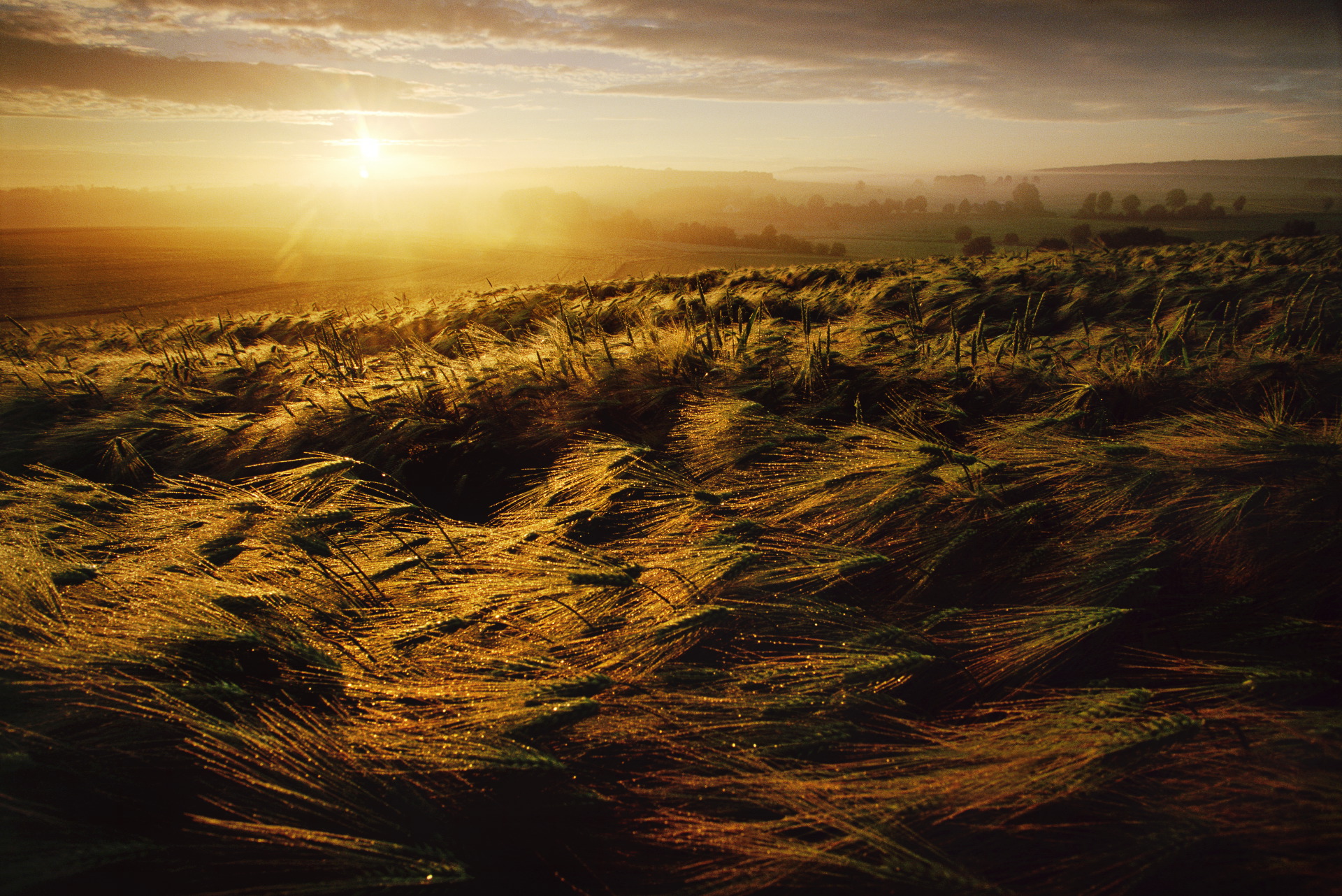  A barley field at sunrise, just outside Alsfeld, a small German town. Germany is the among the top producers of barley worldwide.  Alsfeld, Germany  
