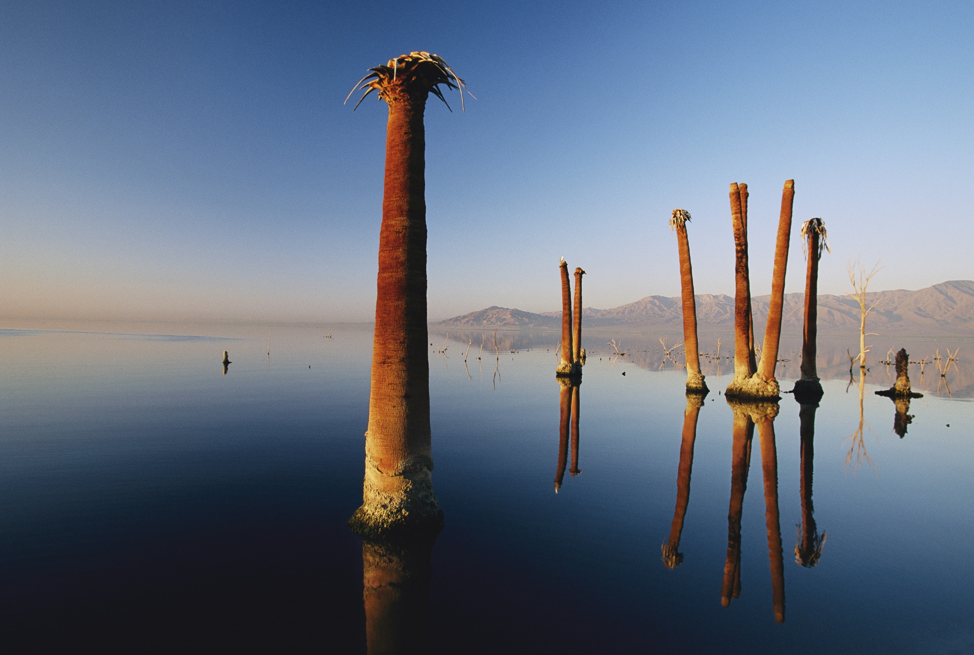  Sunken palm trees suggest that the Salton Sea has seen better days. A fluctuation in sea level and increased salinity have since led to near catastrophic environmental decay.  Near Mecca  
