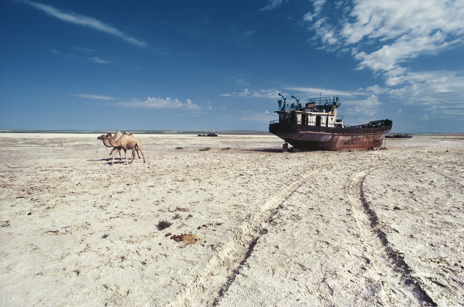  Camels cross the dry bed of the Aral Sea. Irrigation tapping into the lake’s feeder rivers has shrunk its size and created this graveyard of rusting shipwrecks, where a beautiful bay once glistened.  Aral Sea, Kazakhstan  