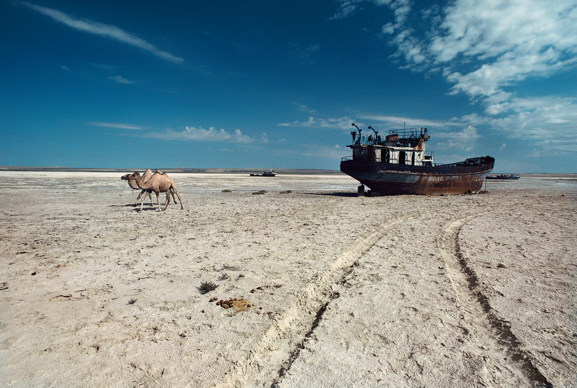  Camels cross the dry bed of the Aral Sea. Irrigation tapping into the lake’s feeder rivers has shrunk its size and created this graveyard of rusting shipwrecks, where a beautiful bay once glistened.  Aral Sea, Kazakhstan  
