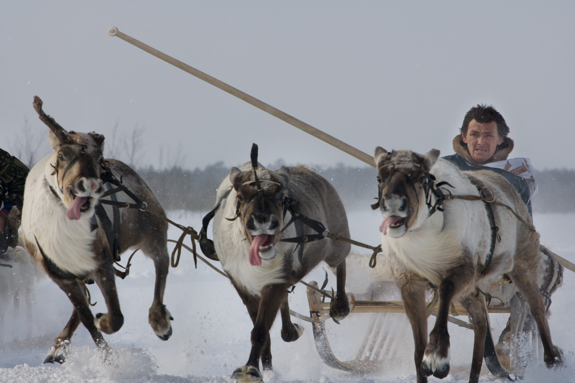  Reindeer sled racing is a key event of “Fishing and Hunting Day”, celebrated annually throughout the Khanty-Mansiysk region.  Russkinskaya, Russia  