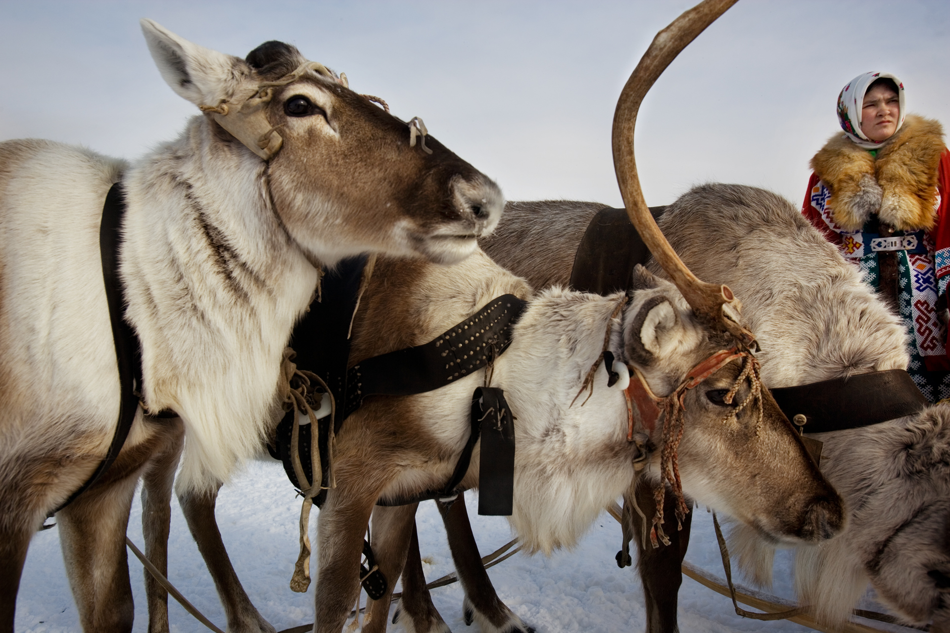  Traditionally, reindeer provided food, clothes, shelter and transportation for most indigenous groups in the Khanty-Mansiysk region.  Near Saranpaul, Russia  