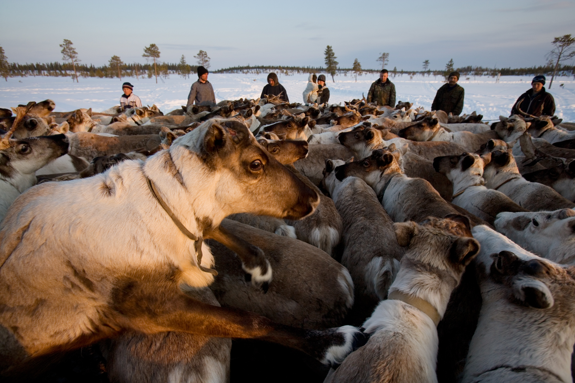  Near Saranpaul, six brigades of reindeer herders with multi-ethnic backgrounds breed and guard up to 3,000 heads.  Khanty-Mansiysk Region, Russia  