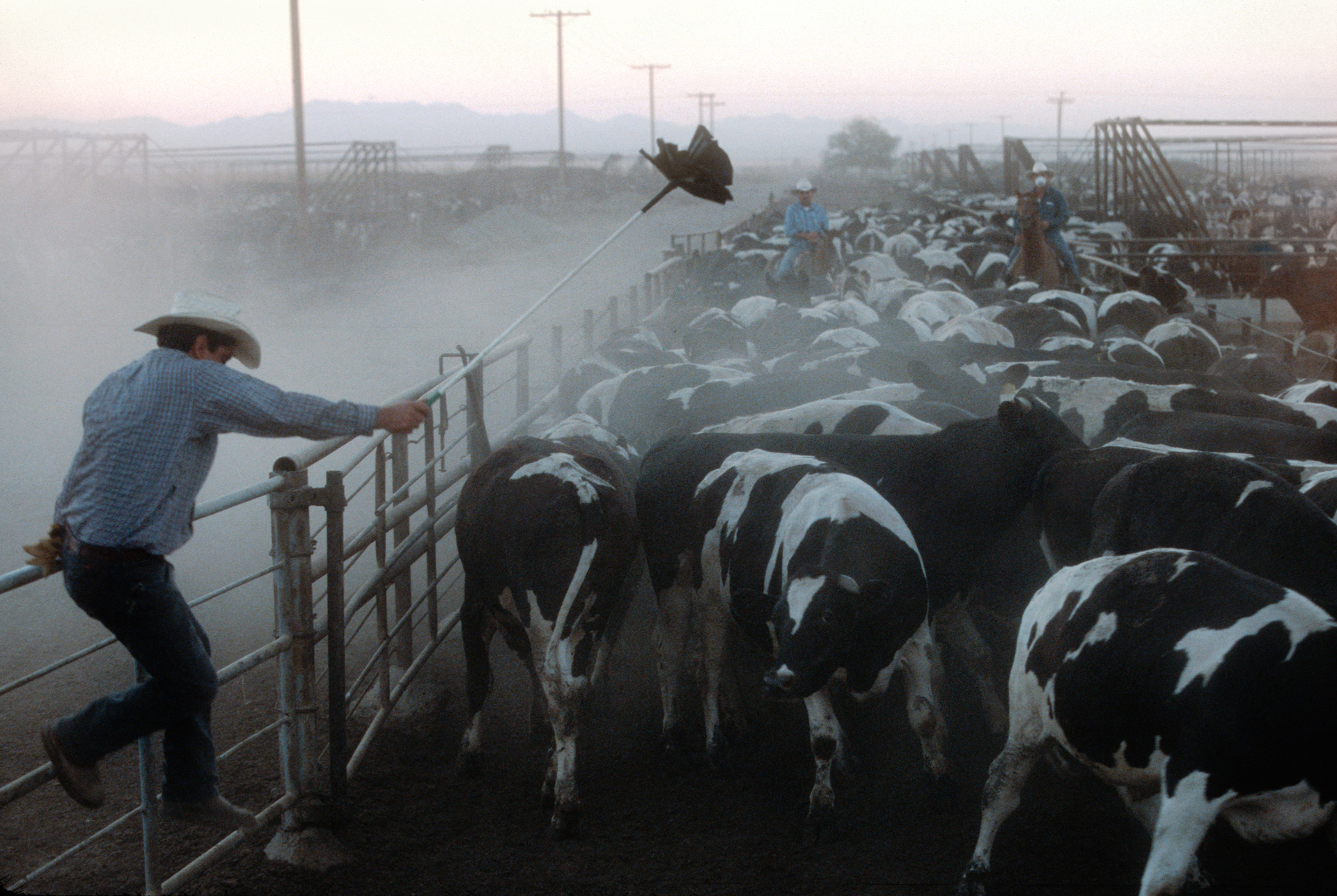  Breeding cattle is the primary source of revenue in the Imperial Valley and Bill Brandt’s cattle ranch is the area’s largest, with a feed yard of 85,000 head.  Brawley  