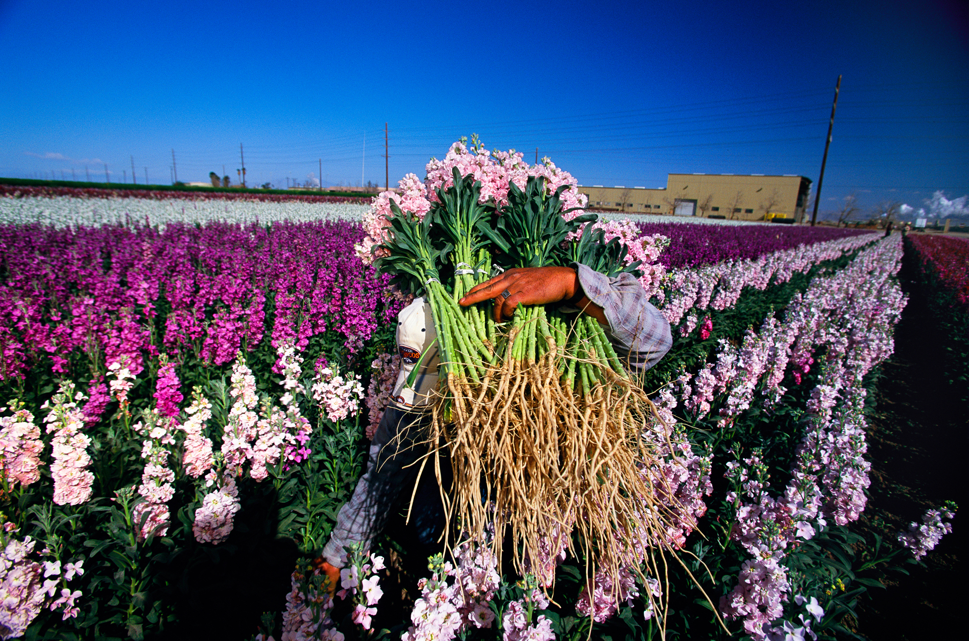  With the help of hired labor from Mexico, The Imperial Valley (often referred to as California's Salad Bowl) boasts a billion dollar farm economy.  Calipatria  