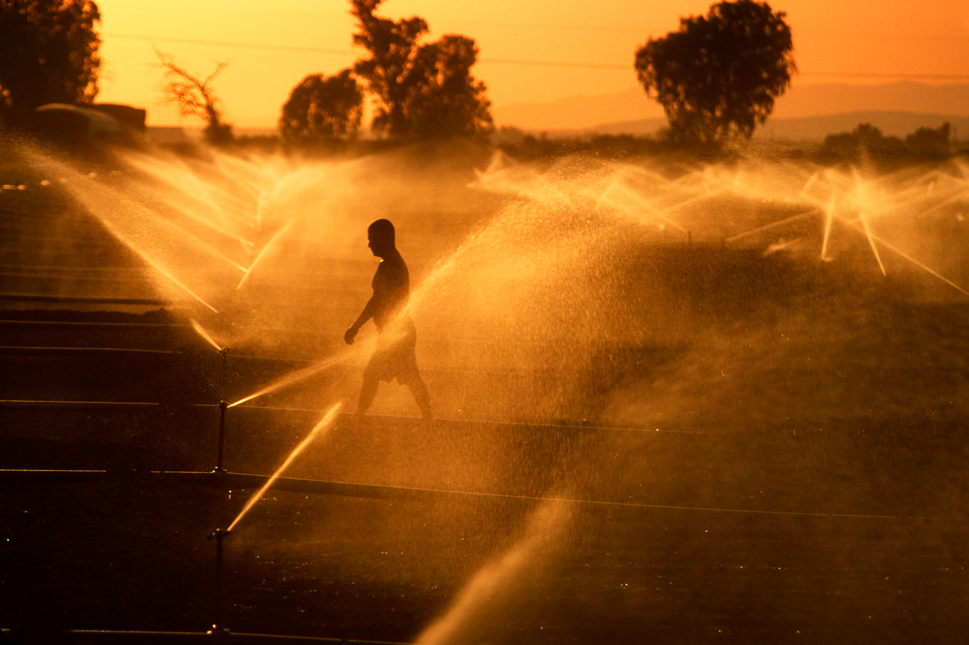  Maintenance of irrigation equipment is a daily priority. A Hispanic field worker fixes the sprinklers in an alfalfa field as the day ends.  Imperial  