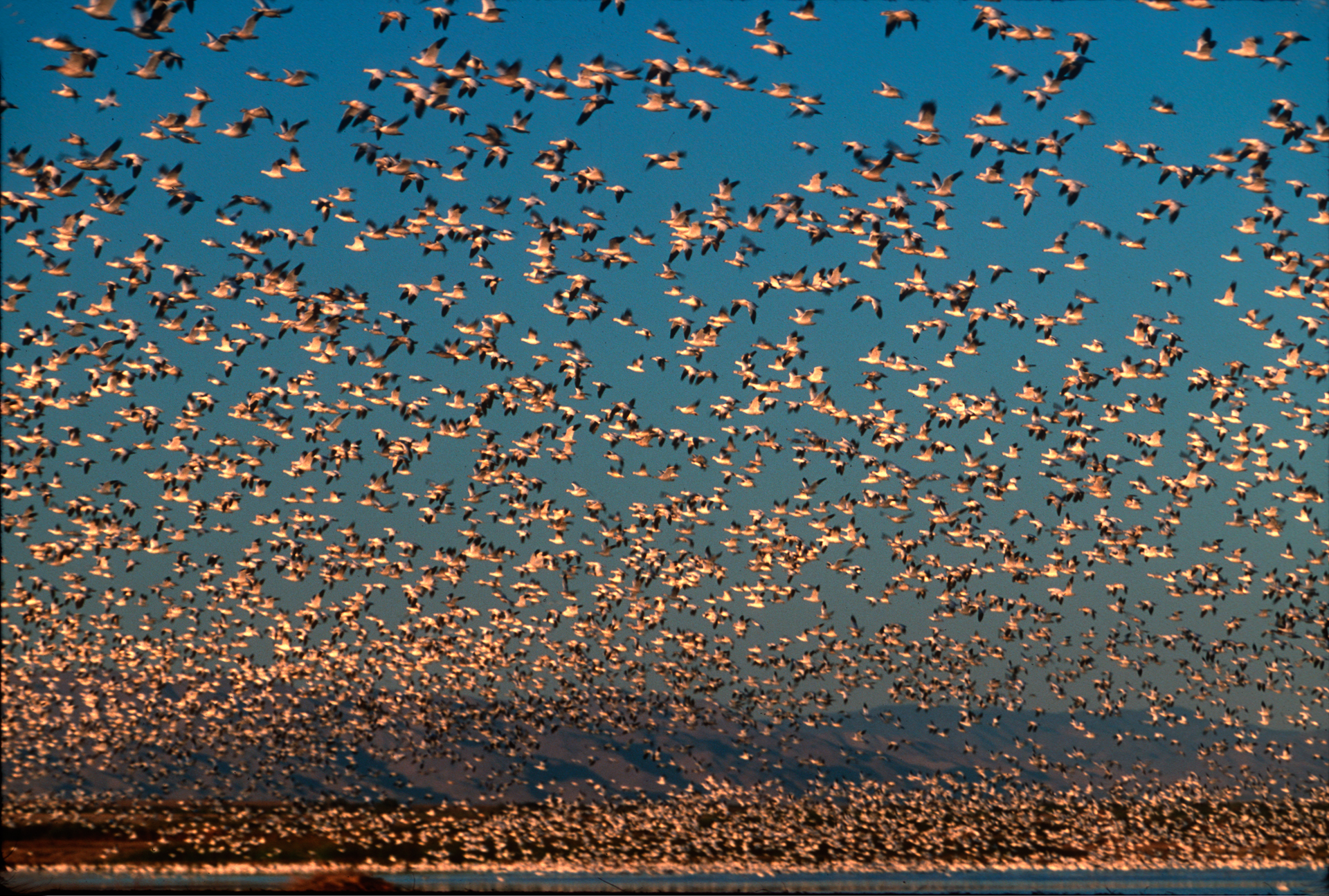  These snow geese are among the thousands of birds that use the Salton Sea for migration along the Pacific Flyway or as a wintering site.  Calipatria  