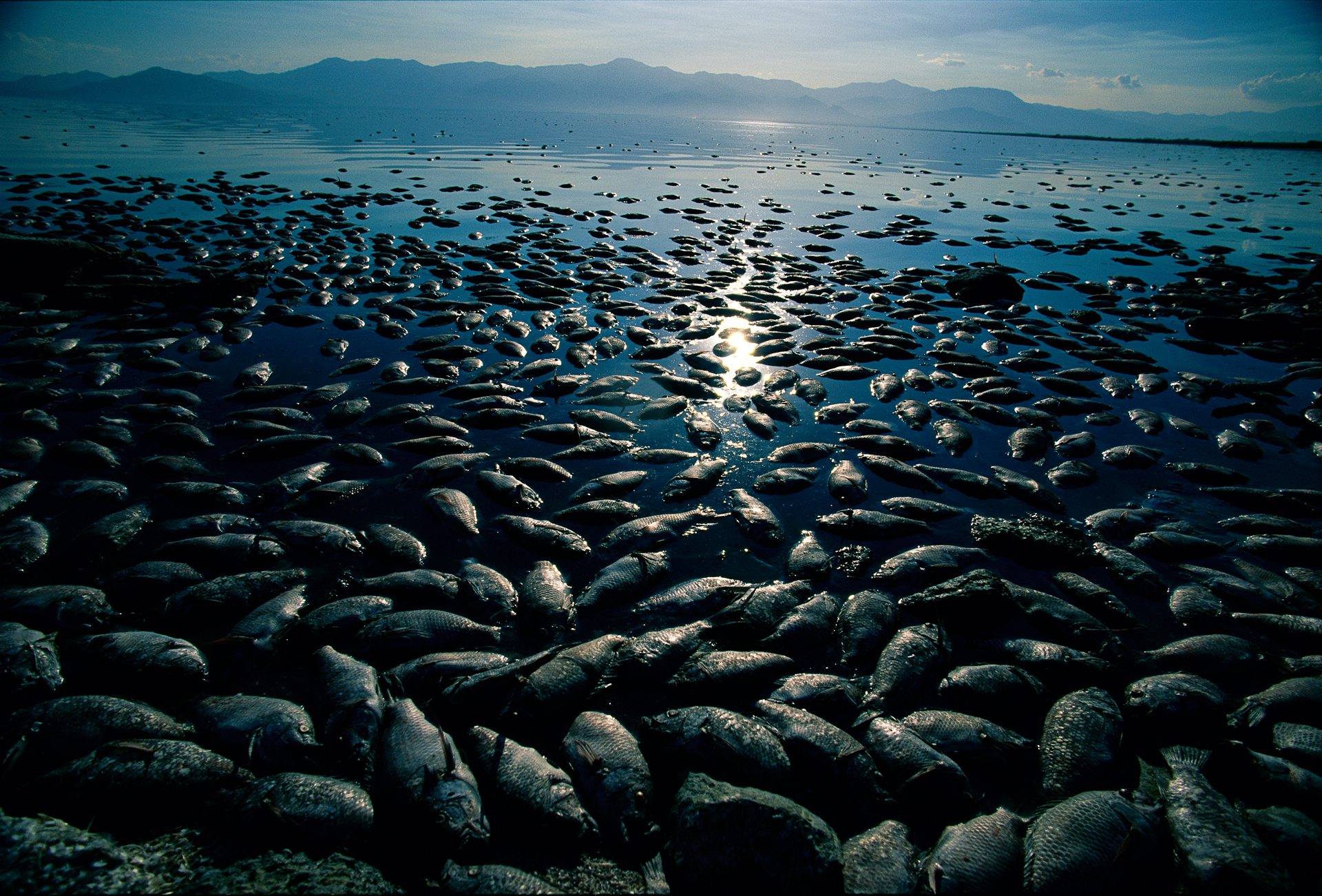  Massive fish die-offs struck the Salton Sea in the late 1990’s, with an estimate of nearly 8 million tilapia dying on a single hot day in August 1999.  Northshore  