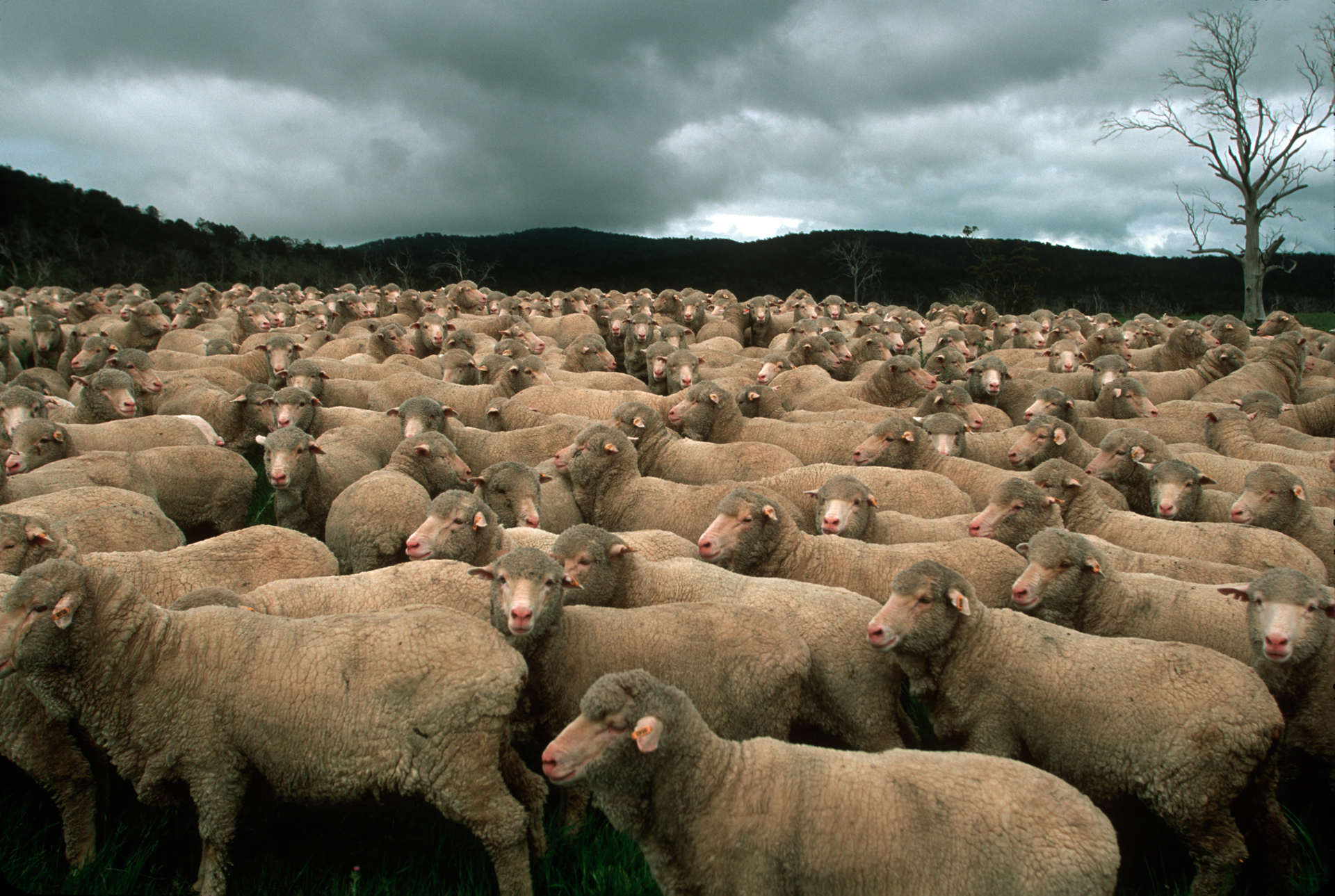  The Saxon sheep breed of the 'Trefuses Farm' produces some of the world's finest Merino wool.  Ross  