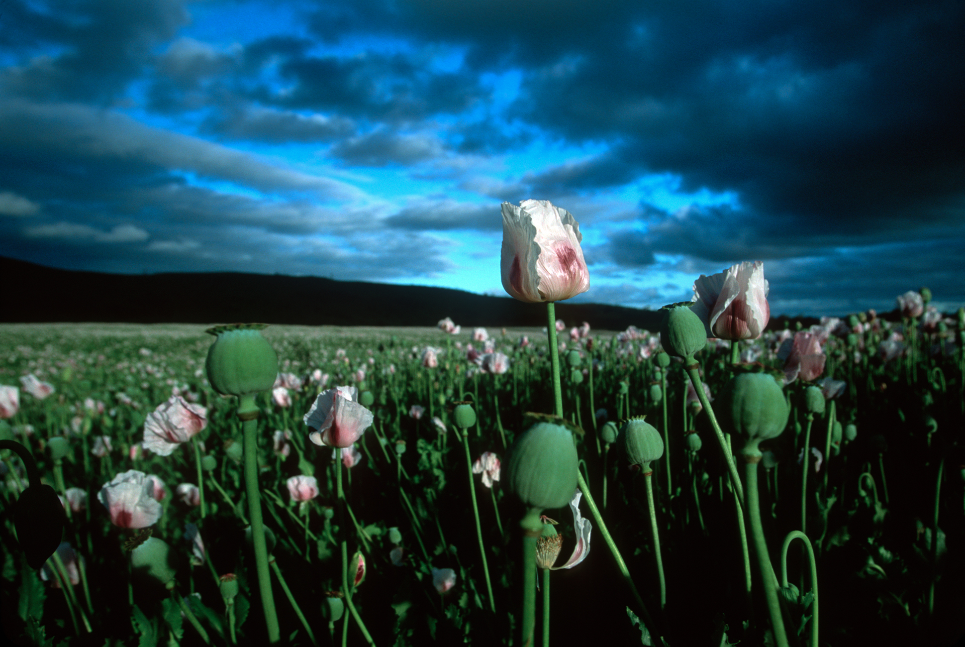  Tasmania grows about 50% of the world's legal crop of poppy seeds for medicinal use.  Richmond  