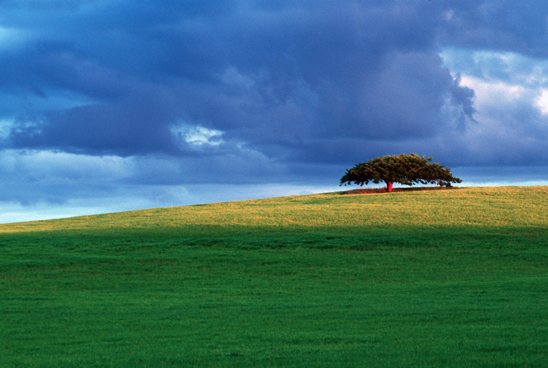  In the Midlands between Launceston and Campbelltown, a lone tree hovers over the hillside.  Launceston  