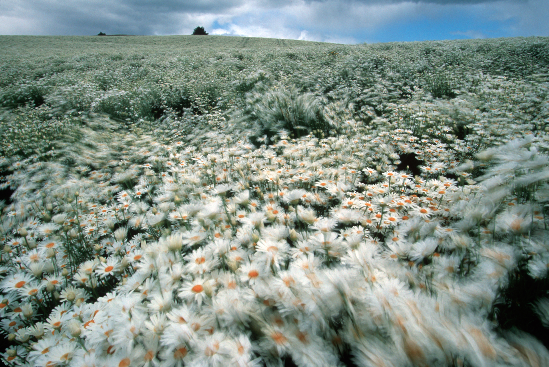  In the agriculture northwest of Tasmania, huge blooming Pyrethra fields carpet hillsides. The pyrethrum or Tanacetum cinerariaefolium is a simple daisy grown for its natural insecticidal oil.  Ulverstone  