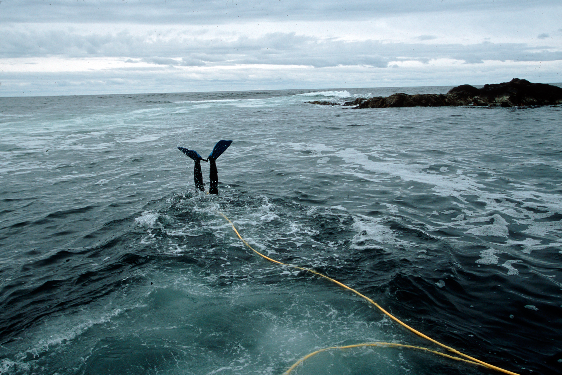  An abalone diver near Strahan on his way to harvest.  Strahan  