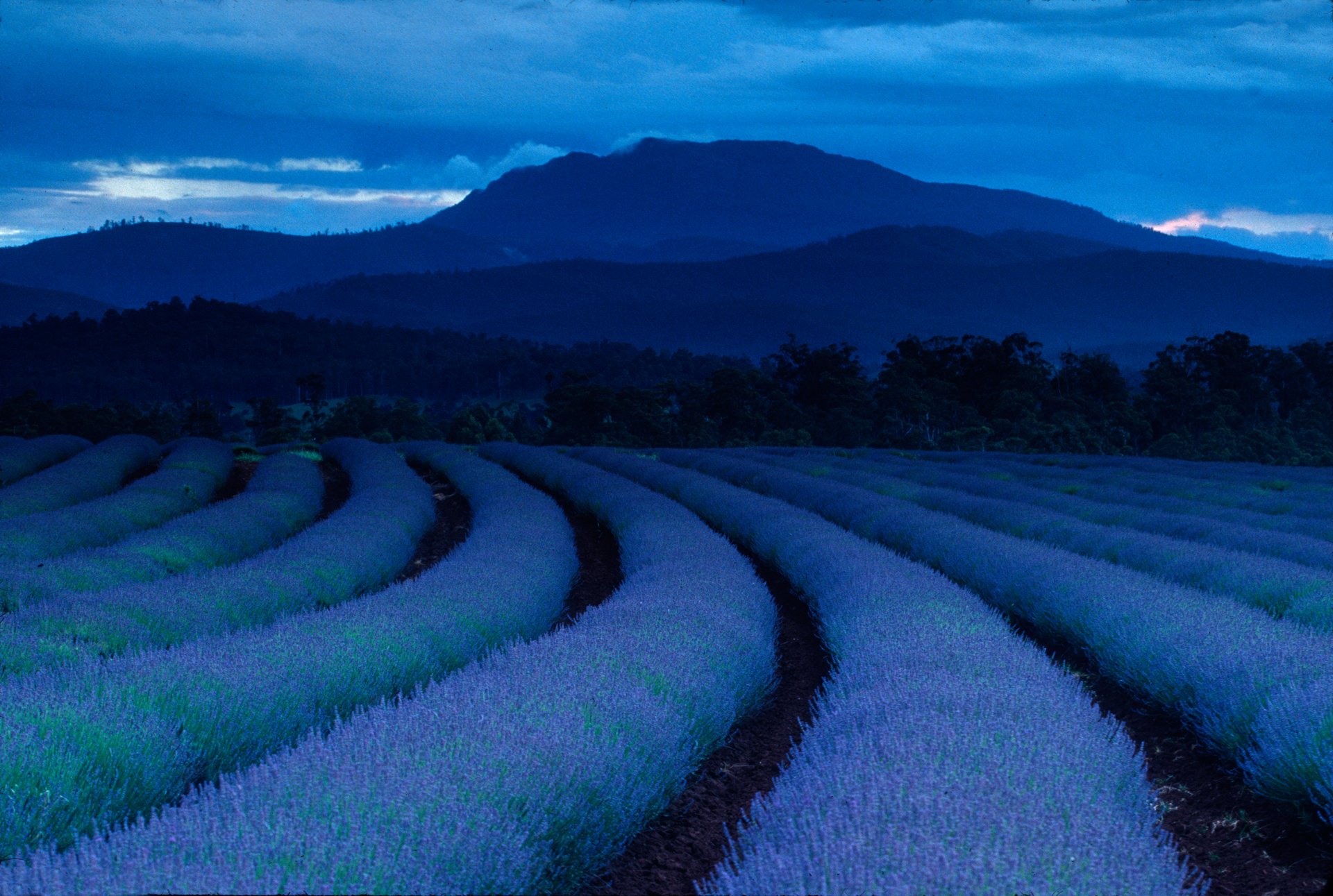  Night settles over the lavender fields in northeast Tasmania.  Nabowla  