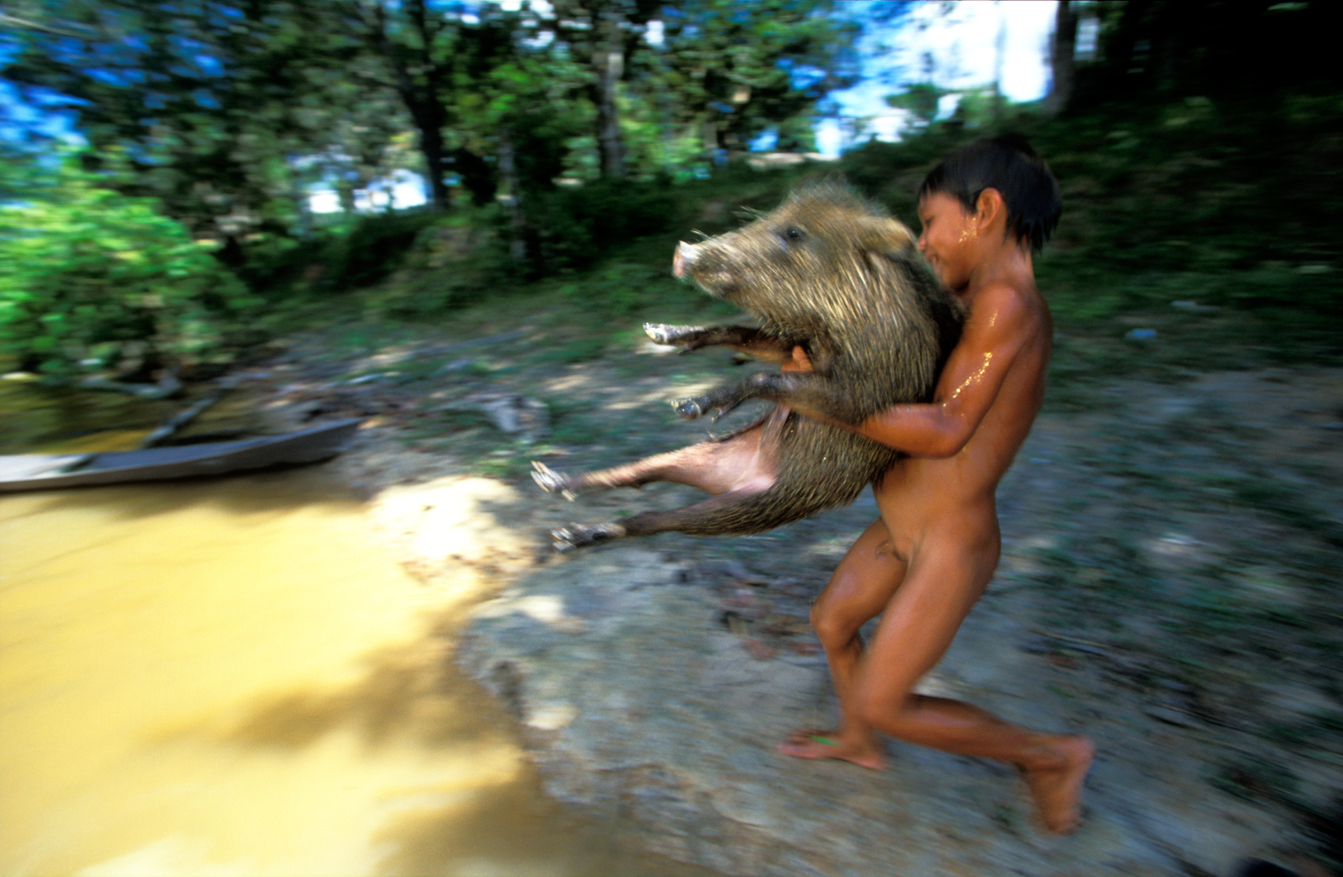  Hogwash: A boy tenderly takes his pet, a domesticated wild boar, for its daily cleansing swim in the Rio Canuma.  Kwata, Brazil  