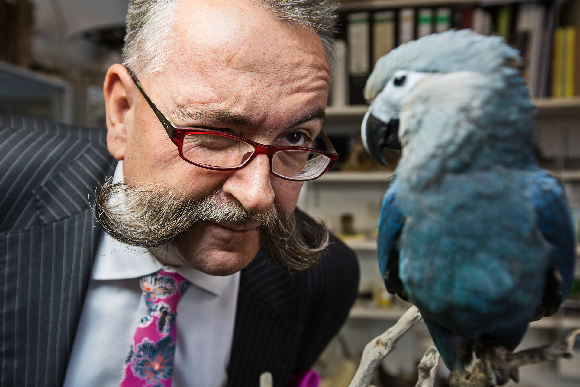  Museum Director Prof. Johannes Vogel inspects a Spix Ara, a species of macaws believed to be extinct in the wild.  Berlin, Germany.  