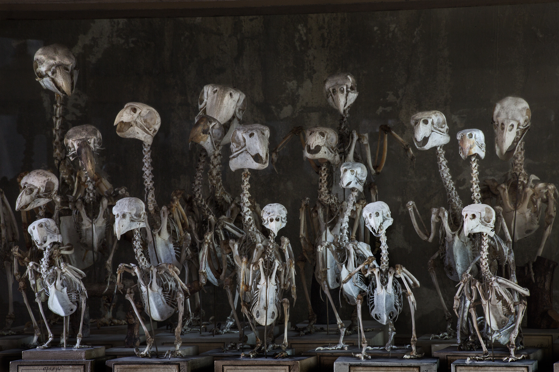  The storage vaults behind the scenes of the museum contain over 30 million specimen. These songbird and parrot skeletons in the so-called “bird hall” would feel equally at home in a haunted house, as they appear to retain a ghost of their living per