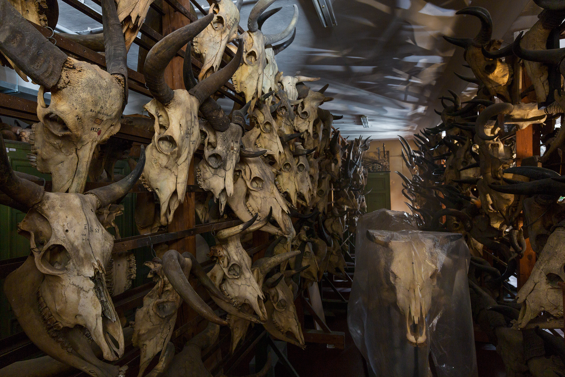  Herd animals, even in death, skeletons and skulls of domestic cattle line hallways behind the scenes in the museum.  Berlin, Germany.  