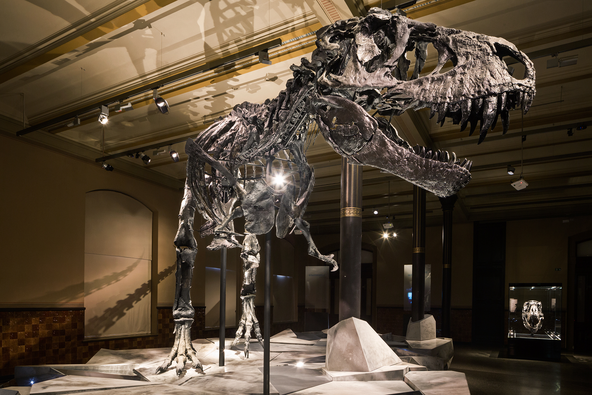  Tristan, the only complete T-Rex skeleton in Europe, has been displayed at Berlin’s Natural History Museum since October 2015.  Berlin, Germany.  