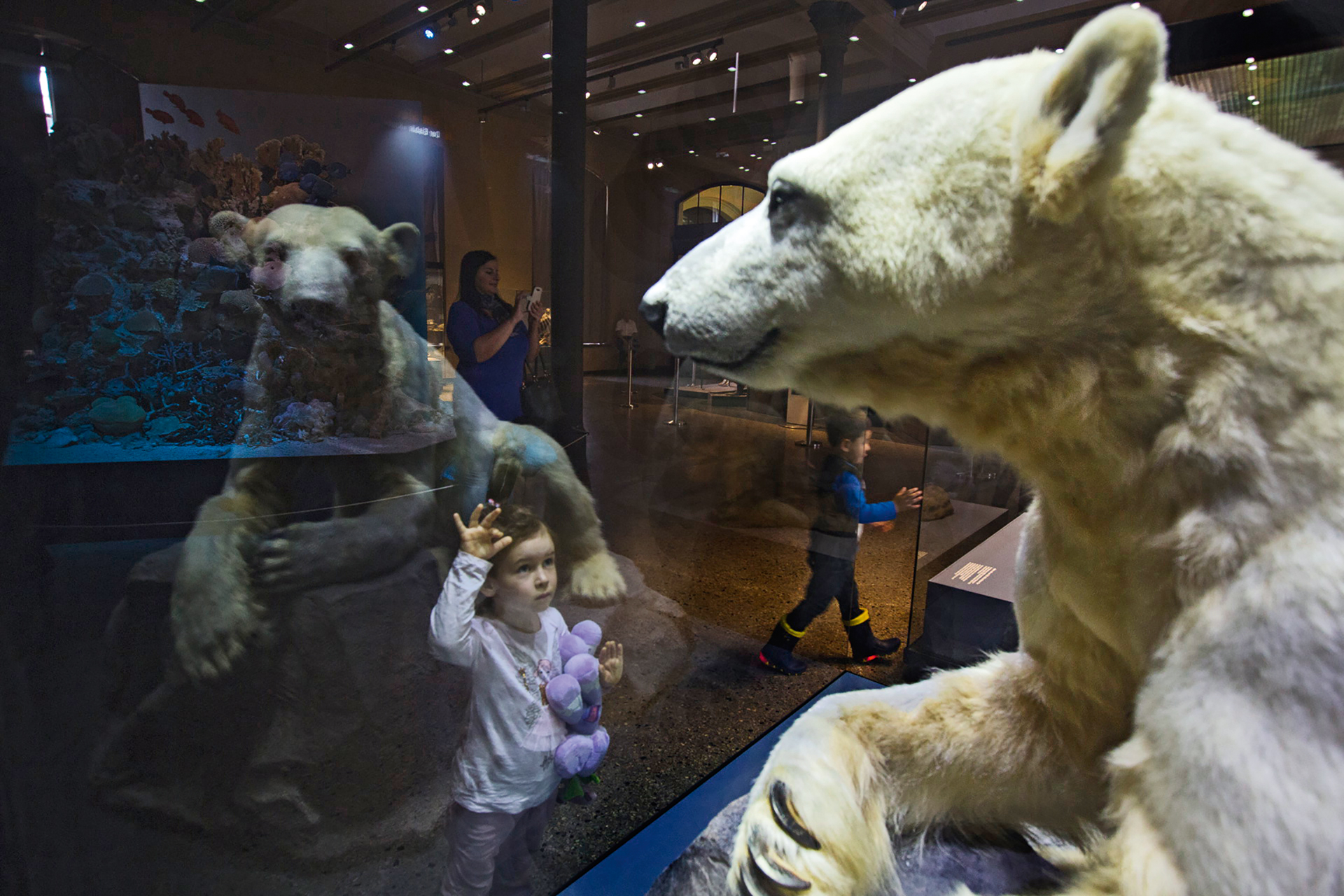  Knut was rejected by his mother at birth and raised by zookeepers. He was the first polar bear cub to survive past infancy at the Berlin Zoo in more than 30 years, and he became a tourist attraction and commercial success worldwide. Knut unexpectedl
