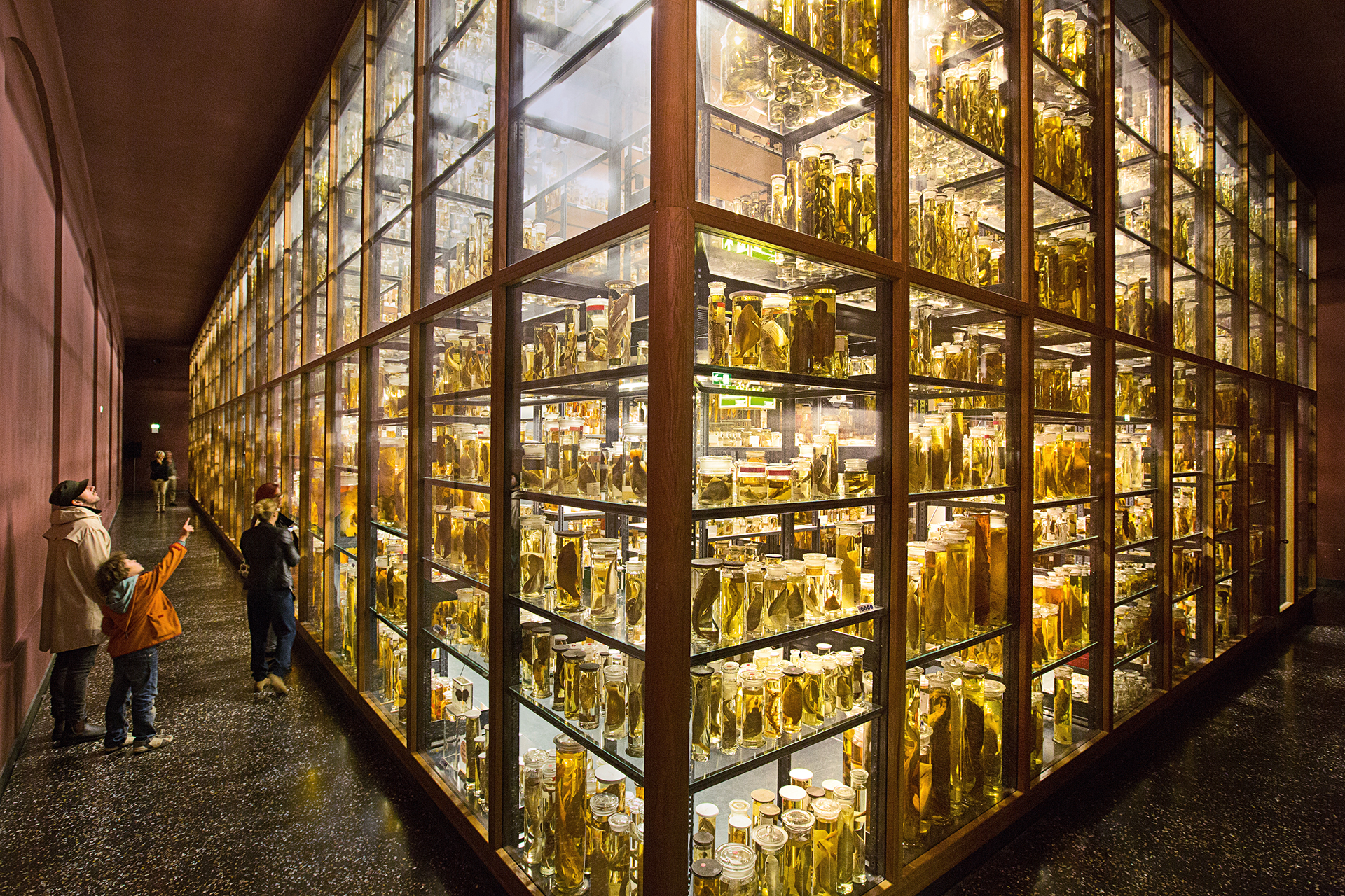  The “wet collection” is one of the most spectacular sections in the museum. More than 270,000 animal specimens are preserved in 80,000 liters of alcohol.  Berlin, Germany.  