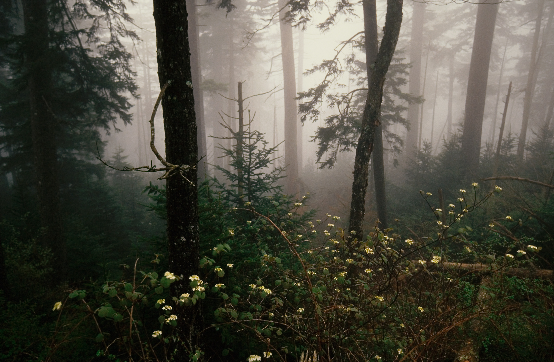  Blossoms thrive amongst fallen trees in foggy weather.  Clingman’s Dome Road, Tennessee  