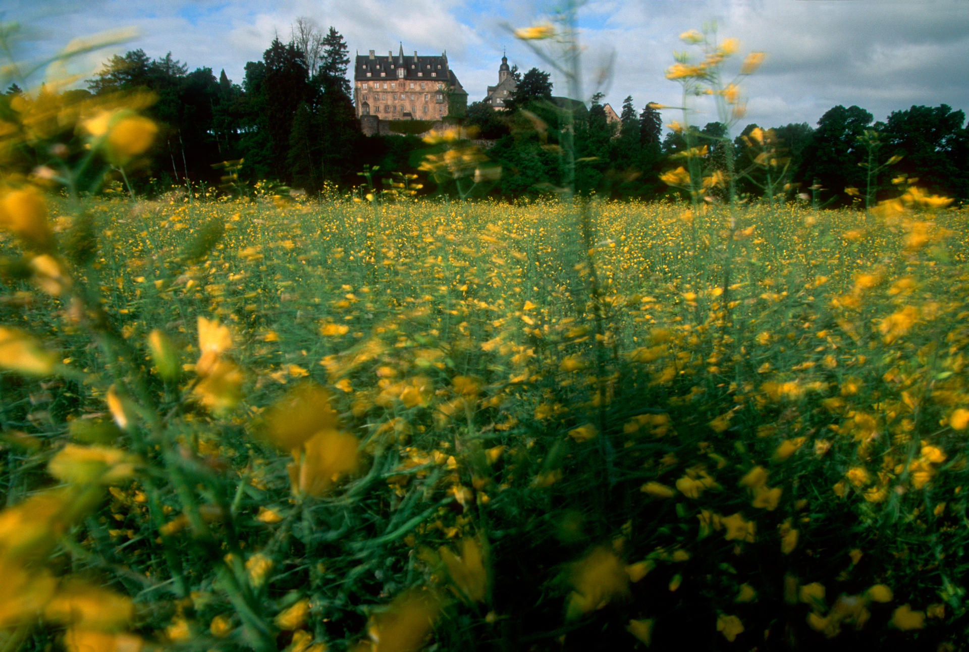  Blossoms fill the fields around Eisenbach Castle.  Eisenbach castle, Lauterbach, Germany  