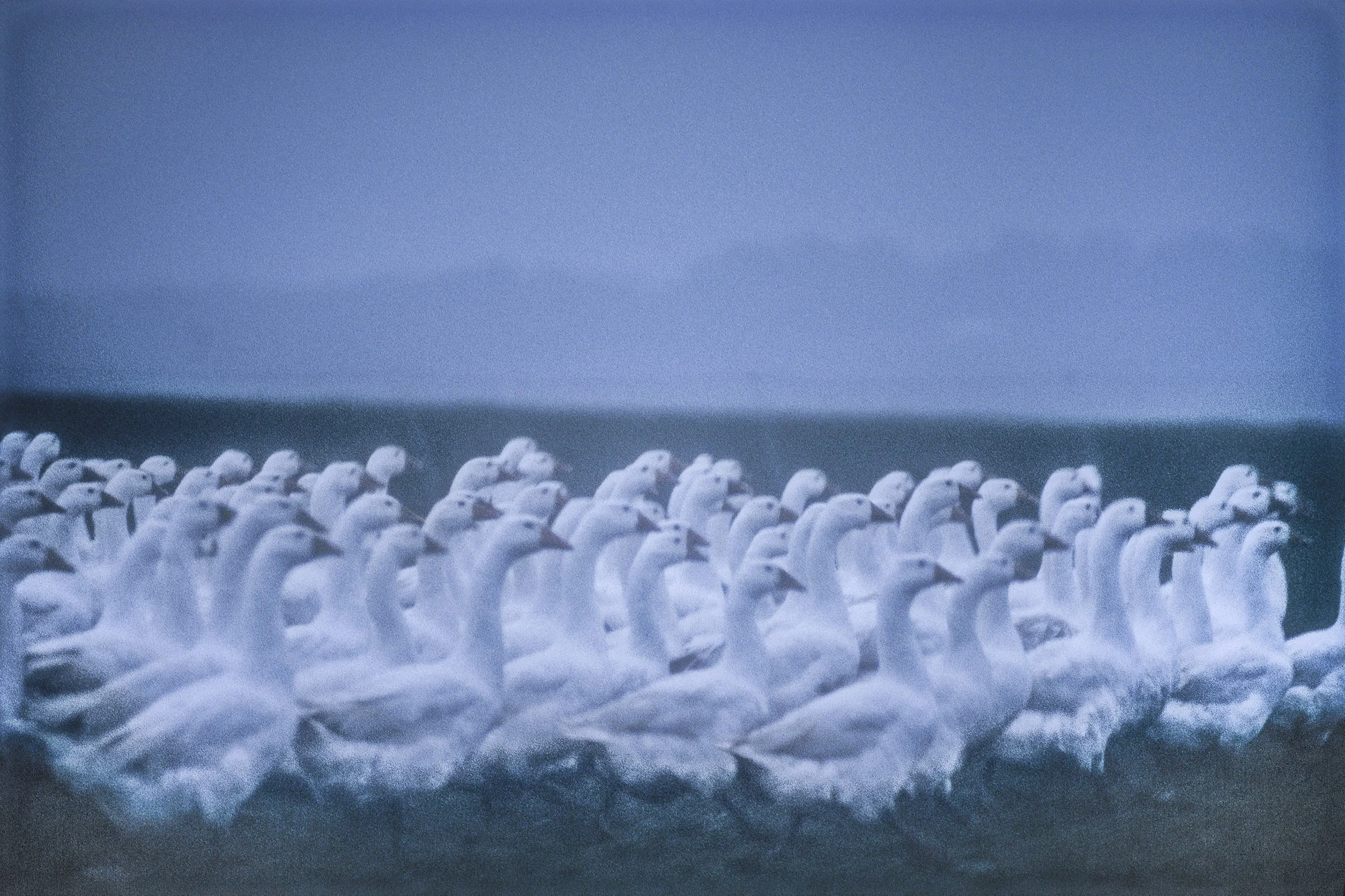 Grimm Brothers' Geese