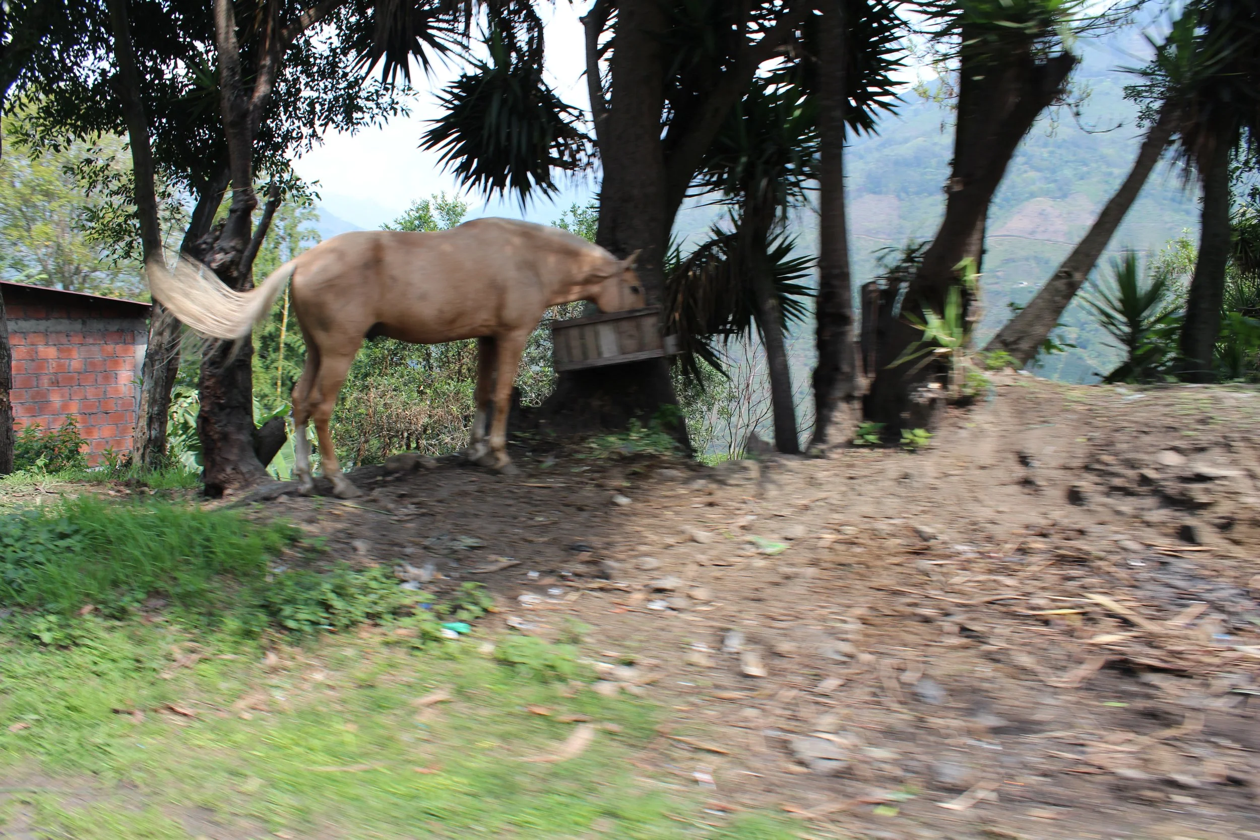 IMG_3522 copy.JPG