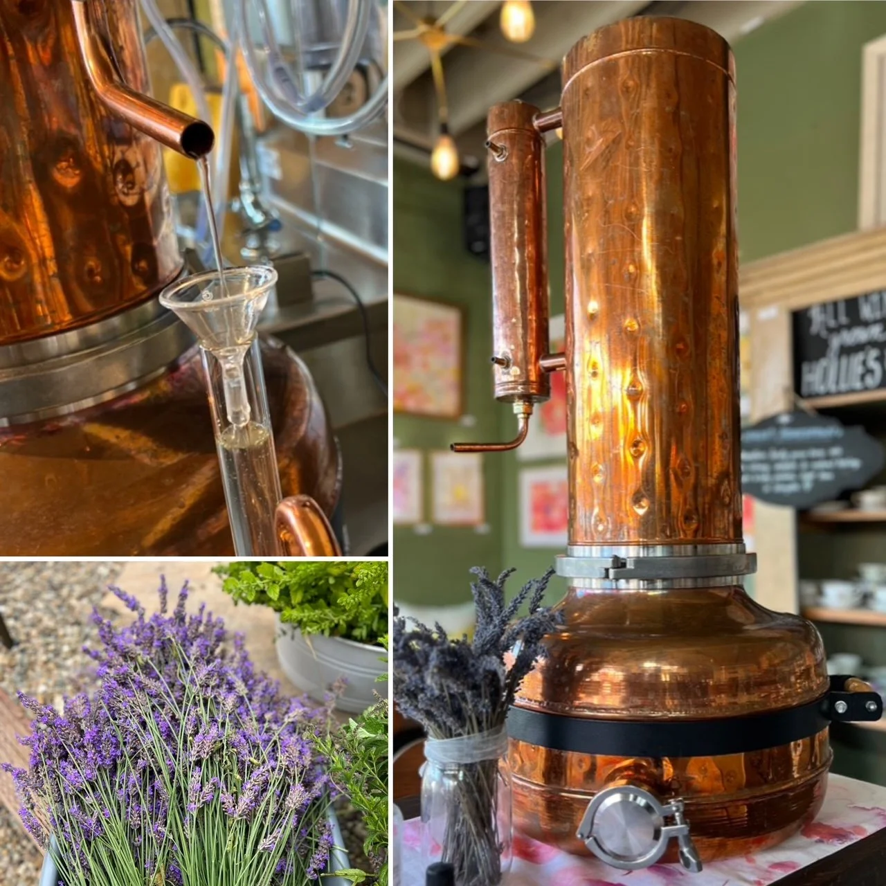 Distilling Herbs: Make Essential Oils &amp; Hydrosols