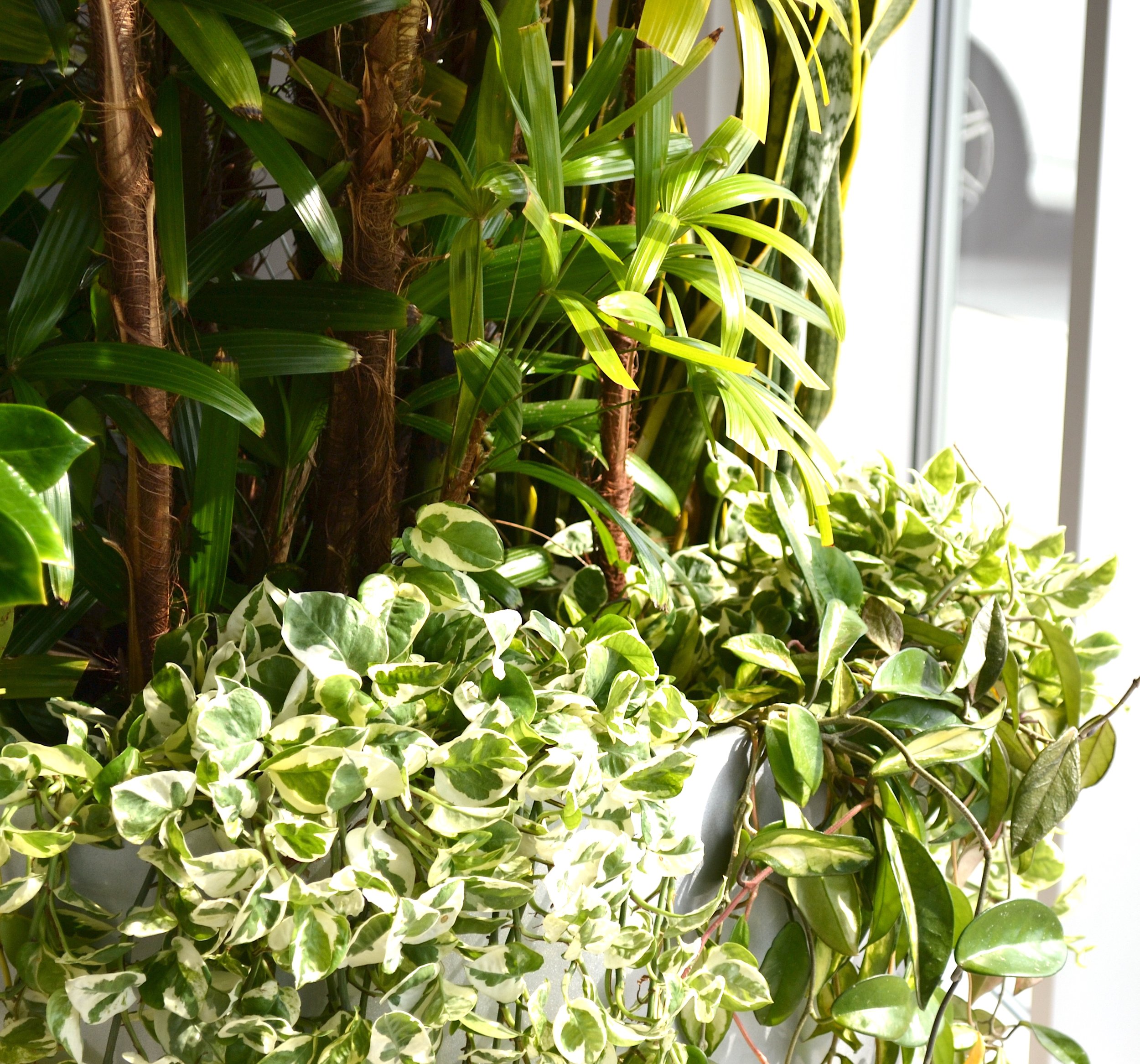 pothoshoyagood light.jpg