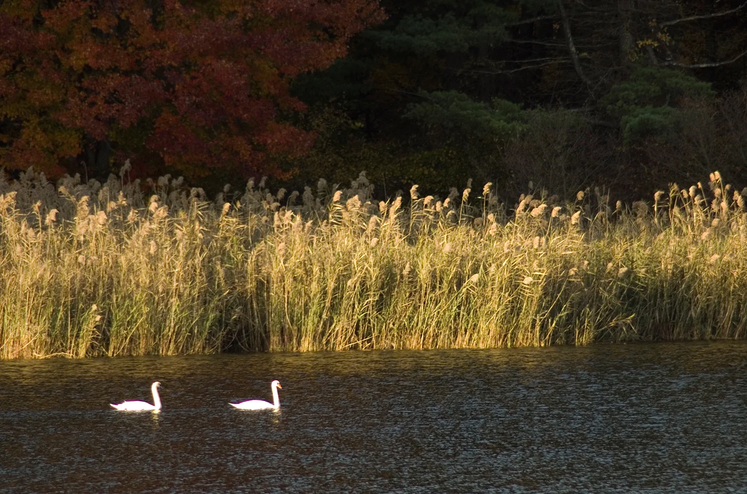 swans_x1500web.jpg