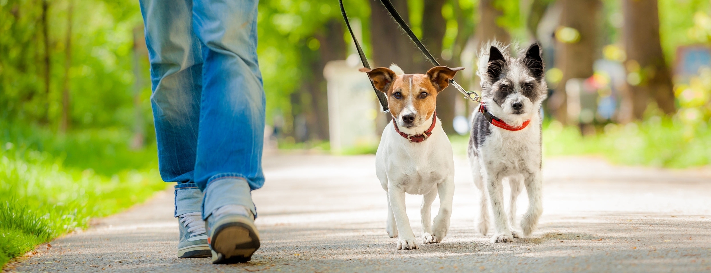 Two-dogs-on-a-walk.jpg