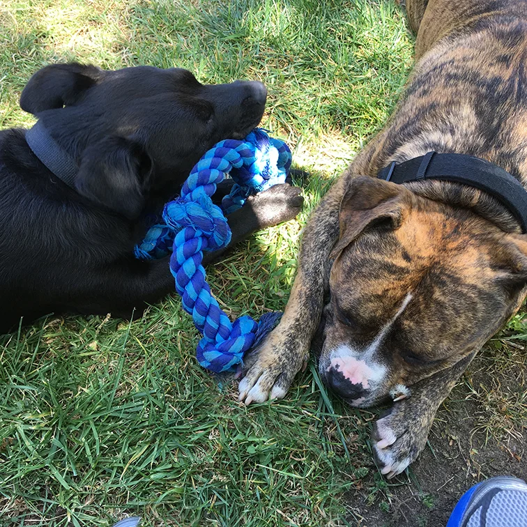Tiger-&-Bailey.jpg