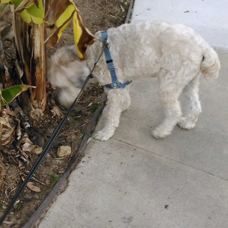 Bailey-on-walk.jpg