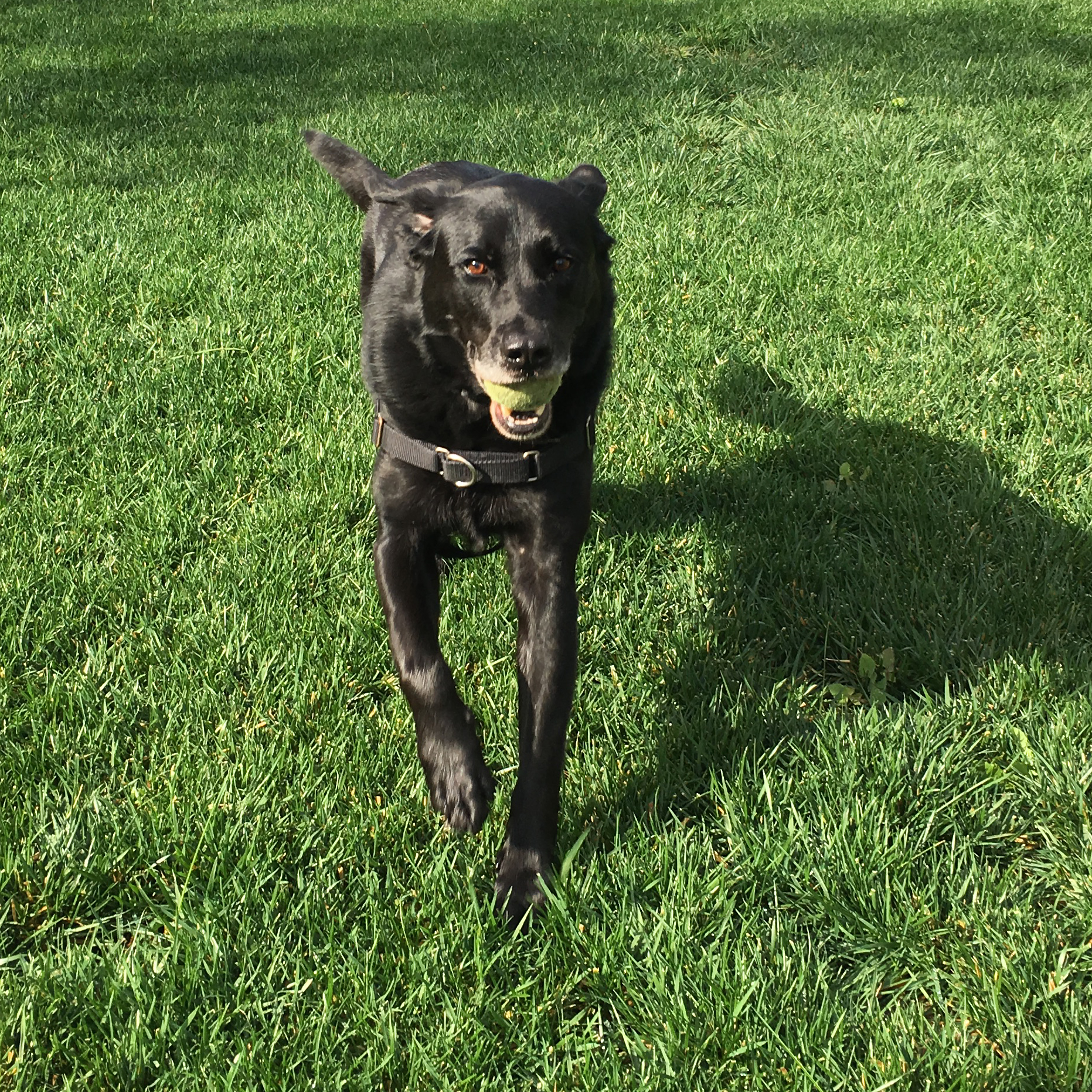Jedi-with-ball.jpg