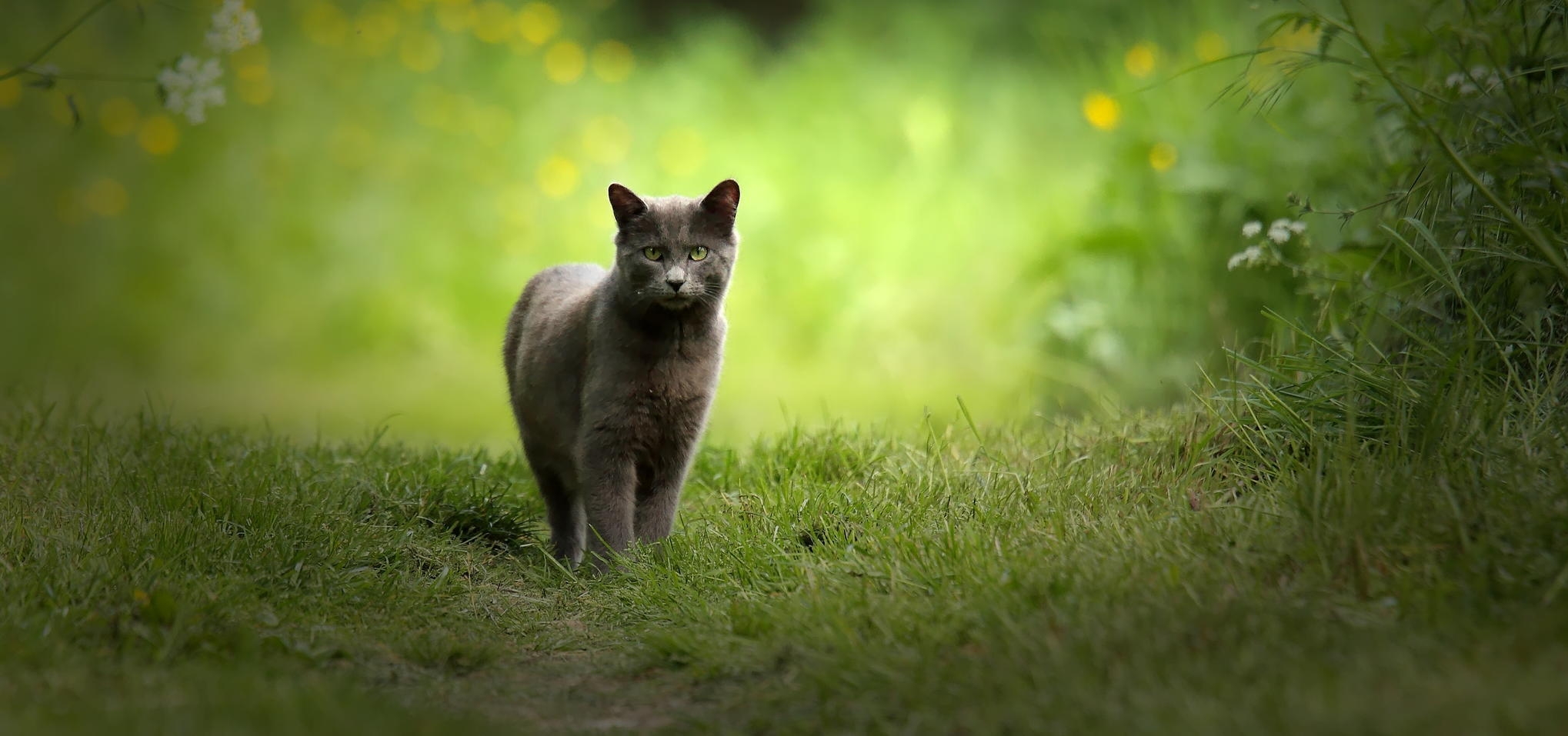 Grey-cat-in-the-green-blur.jpg