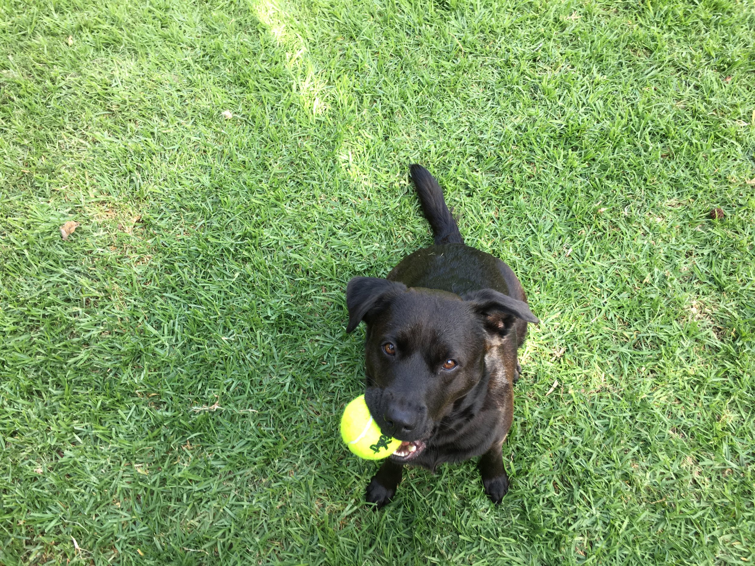 Bailey with ball.JPG