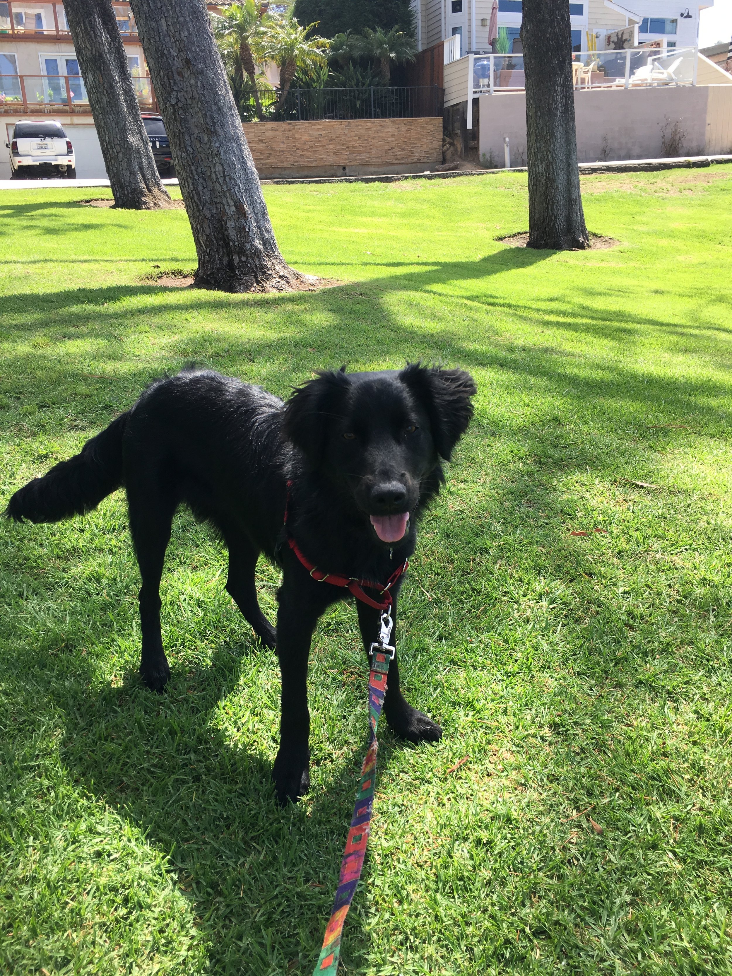 Bella in the grass.JPG