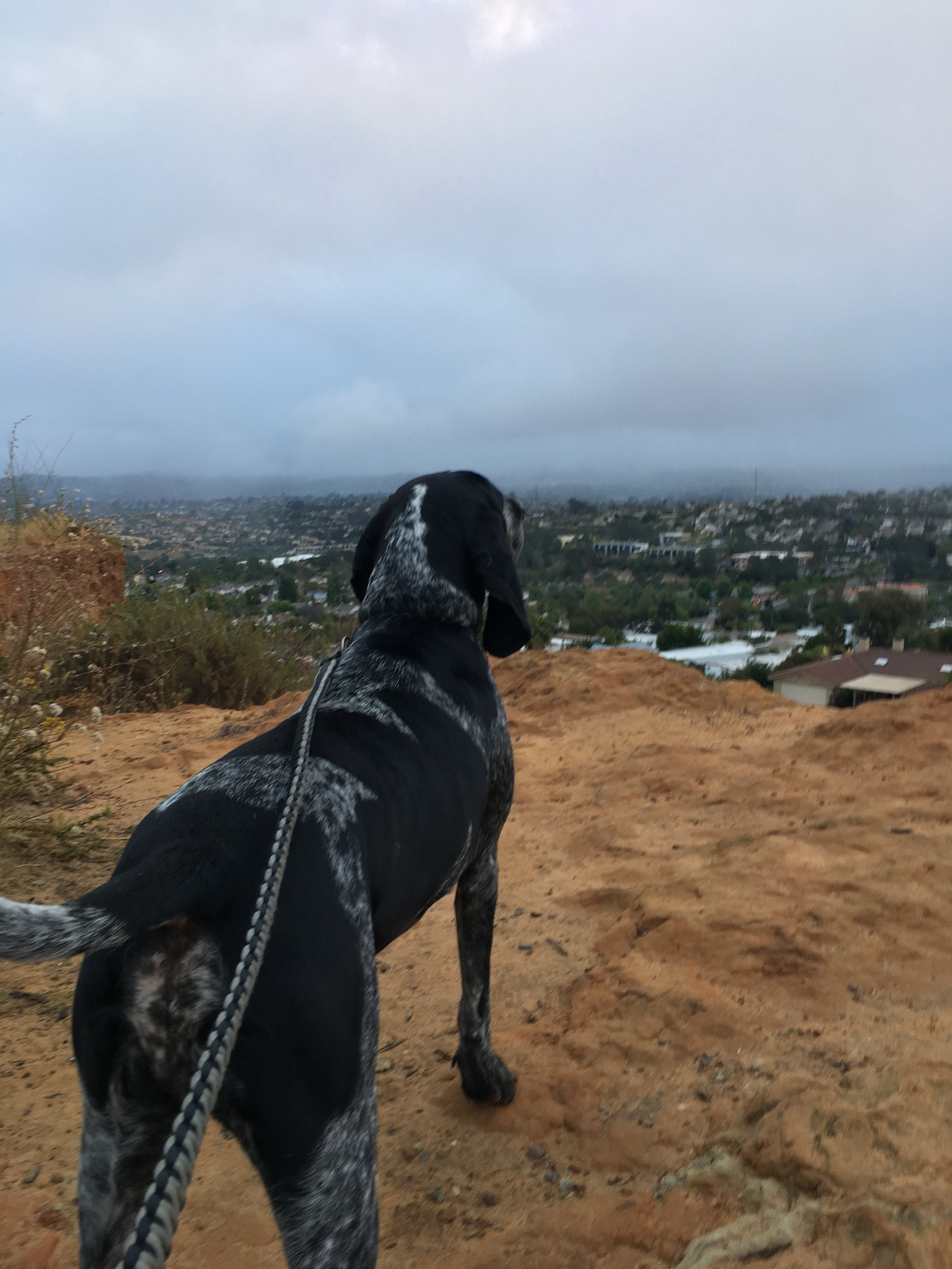 Billy overlooking city.JPG