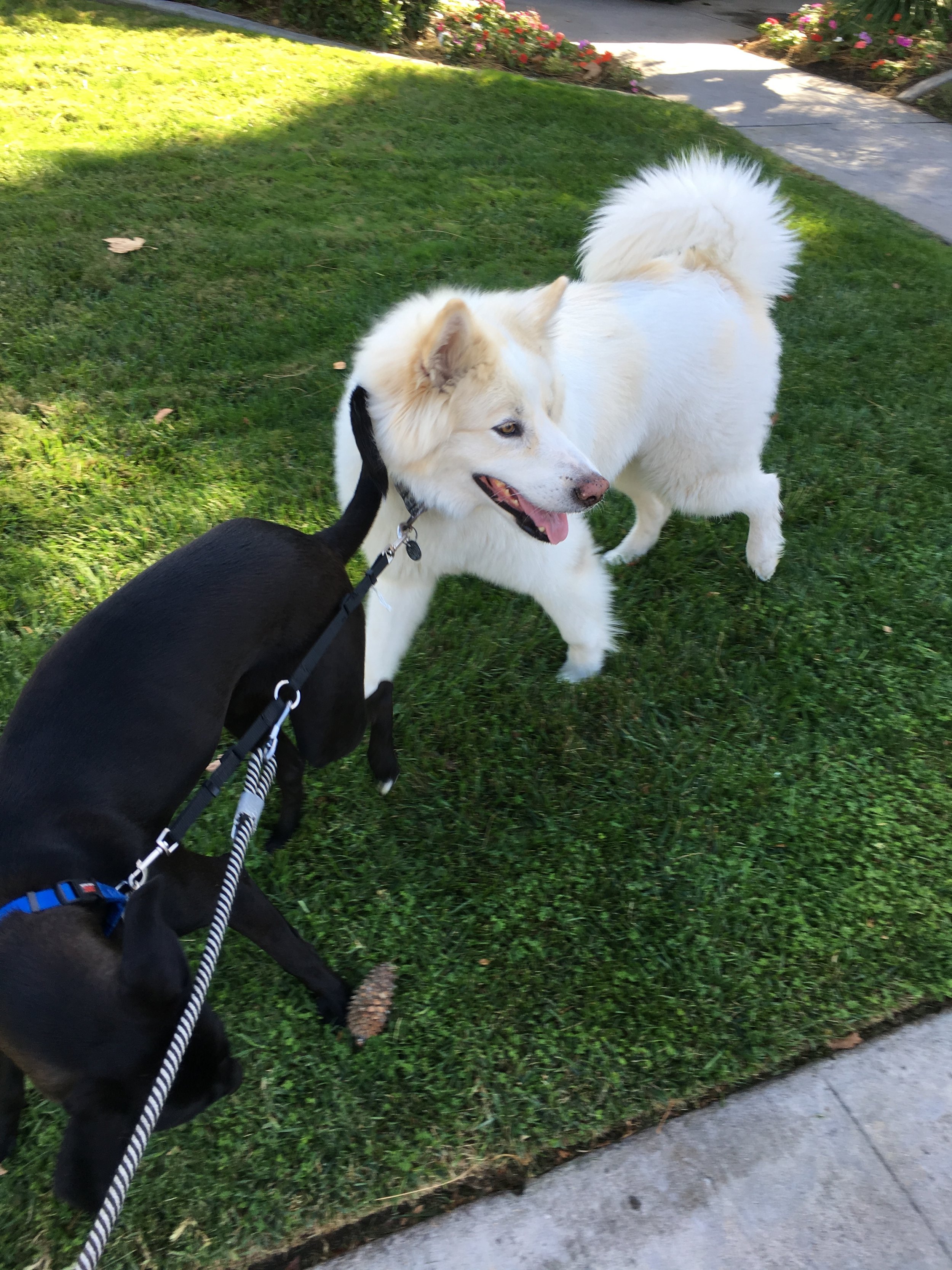 Chief & Ava on walk.JPG