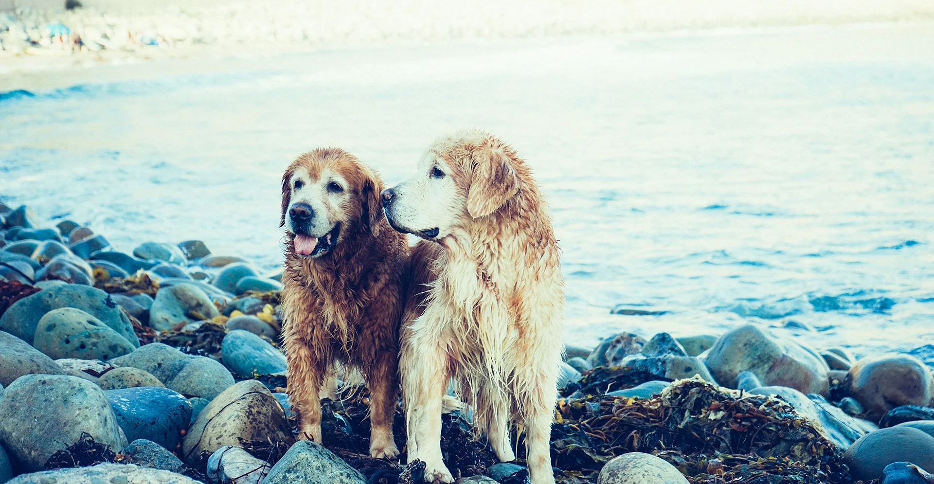animals-dogs-lake-4933-crop.jpg